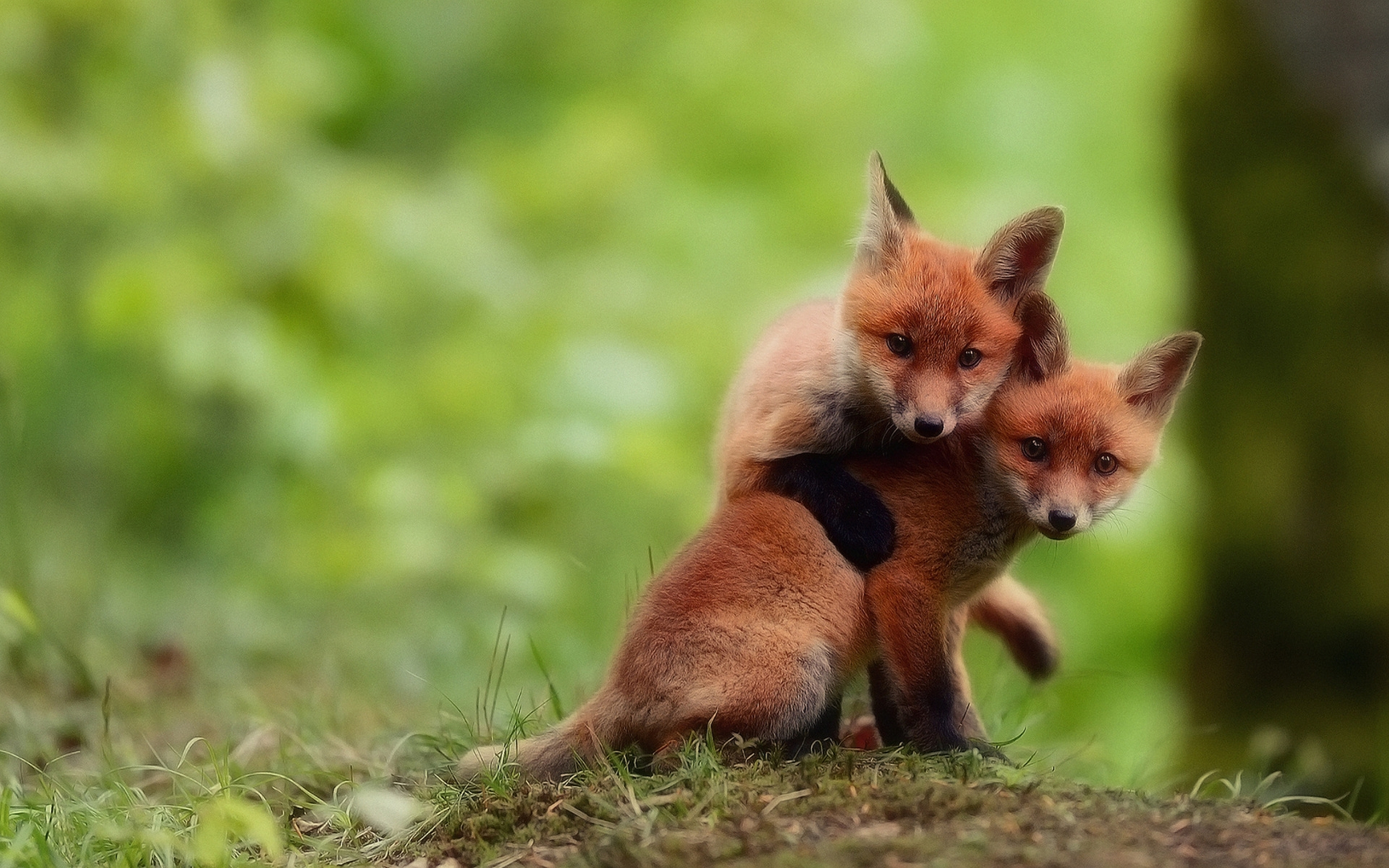 fox, animal, cute