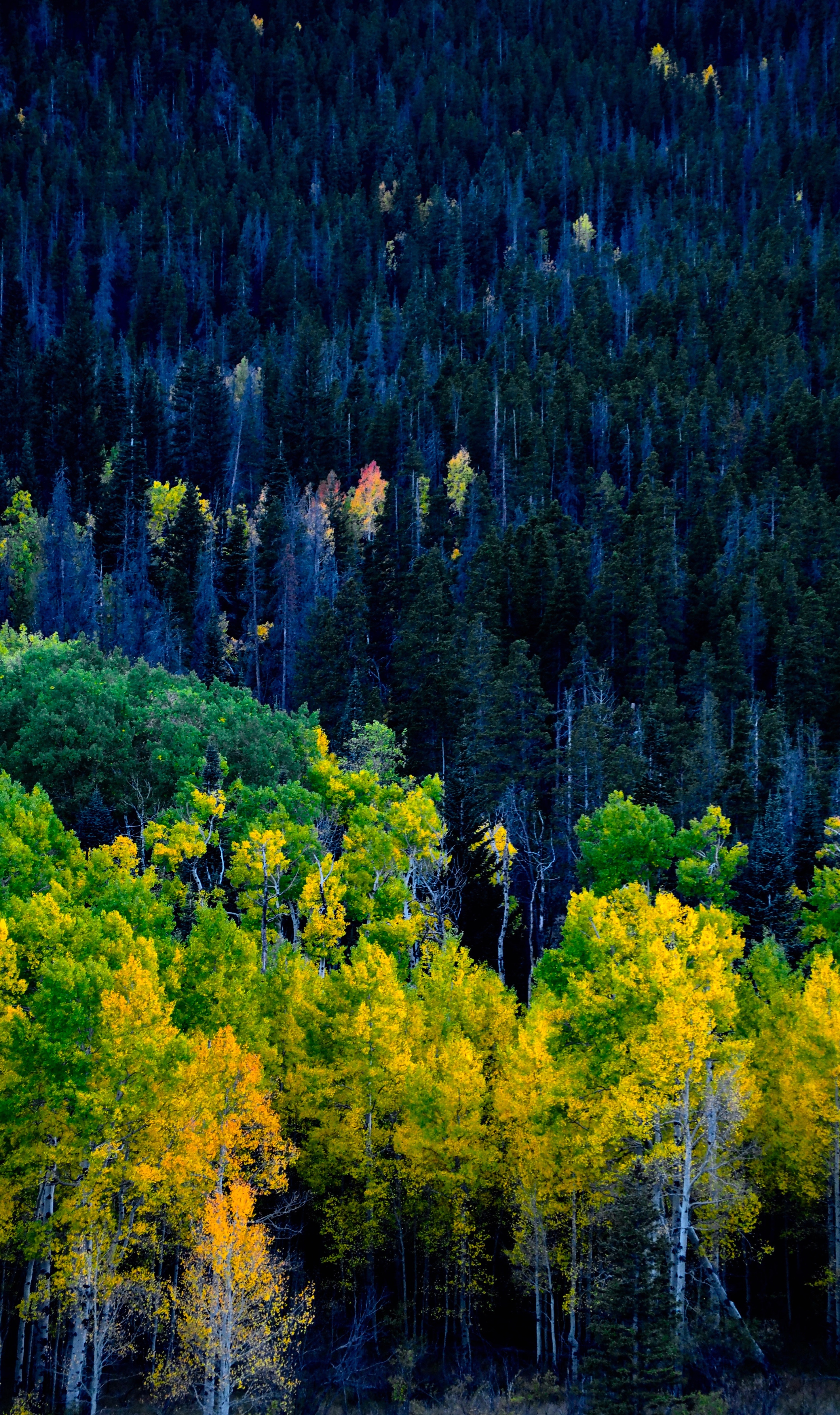 無料モバイル壁紙自然, 木, 森林, 森, 黄色, 秋をダウンロードします。