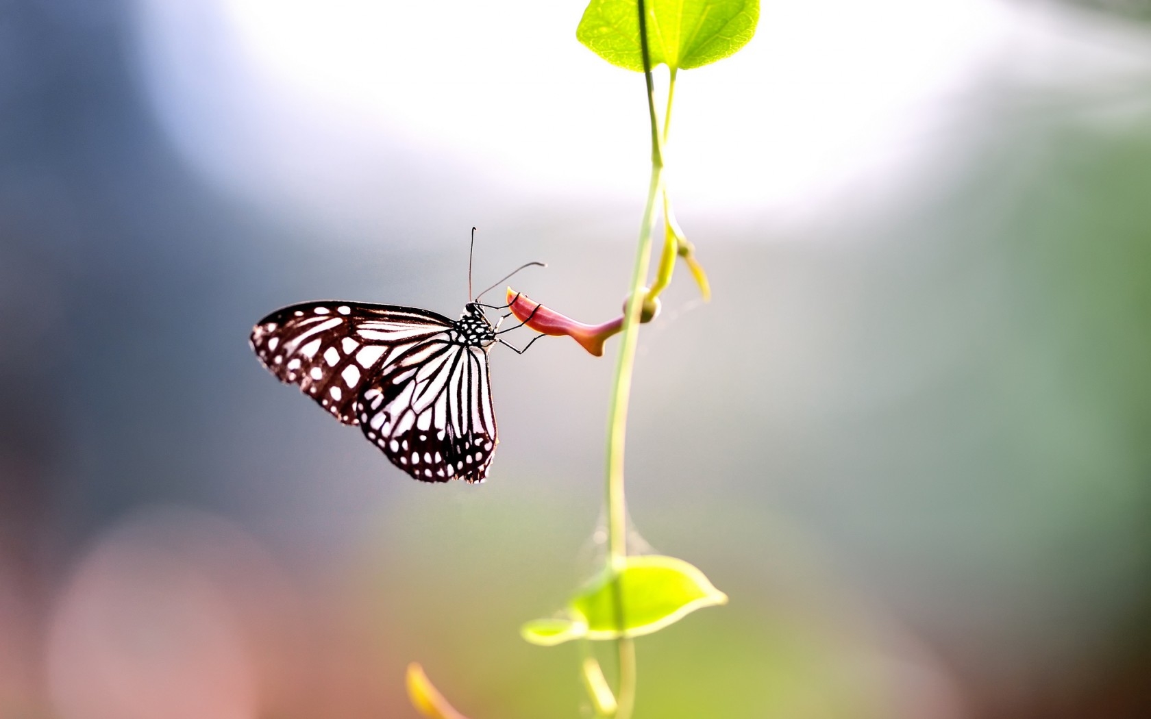 Descarga gratuita de fondo de pantalla para móvil de Animales, Hoja, Mariposa.