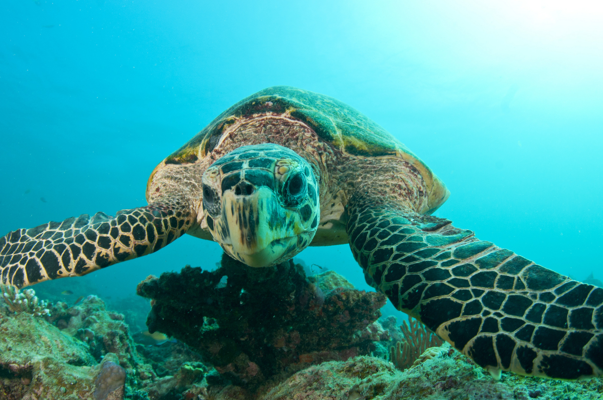 Download mobile wallpaper Turtles, Animal, Underwater, Turtle for free.