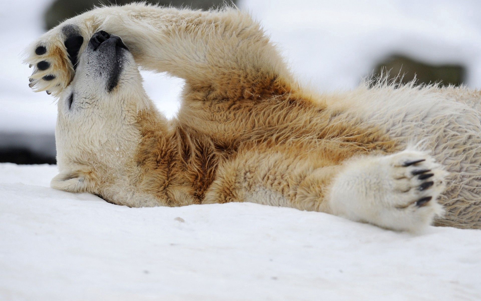Download mobile wallpaper To Lie Down, Lie, Animals, Snow, Rest, Polar Bear, Relaxation for free.