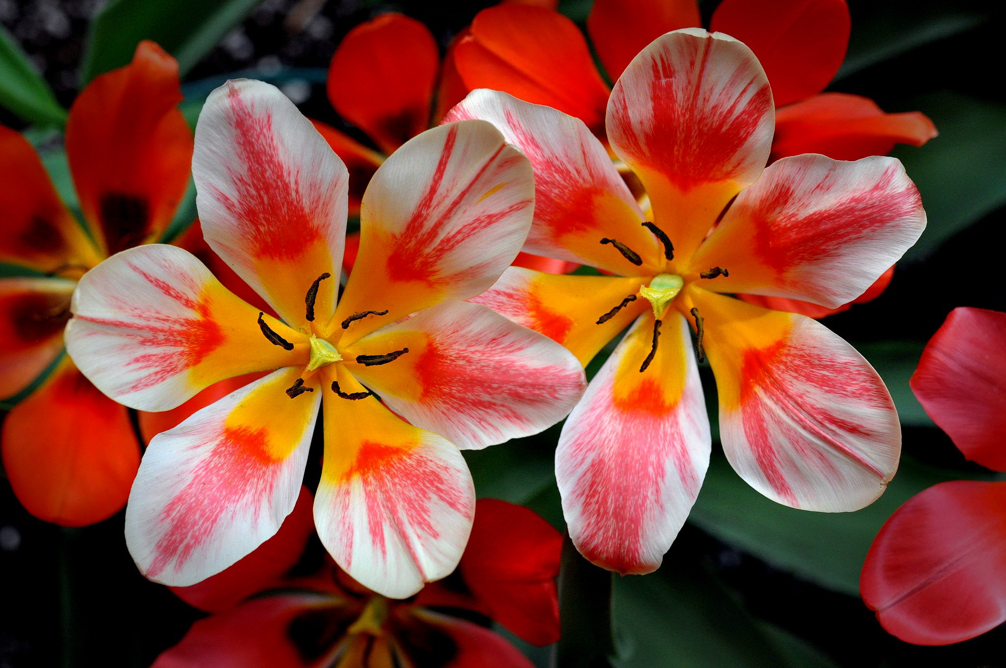 Descarga gratuita de fondo de pantalla para móvil de Flores, Flor, Tierra/naturaleza.