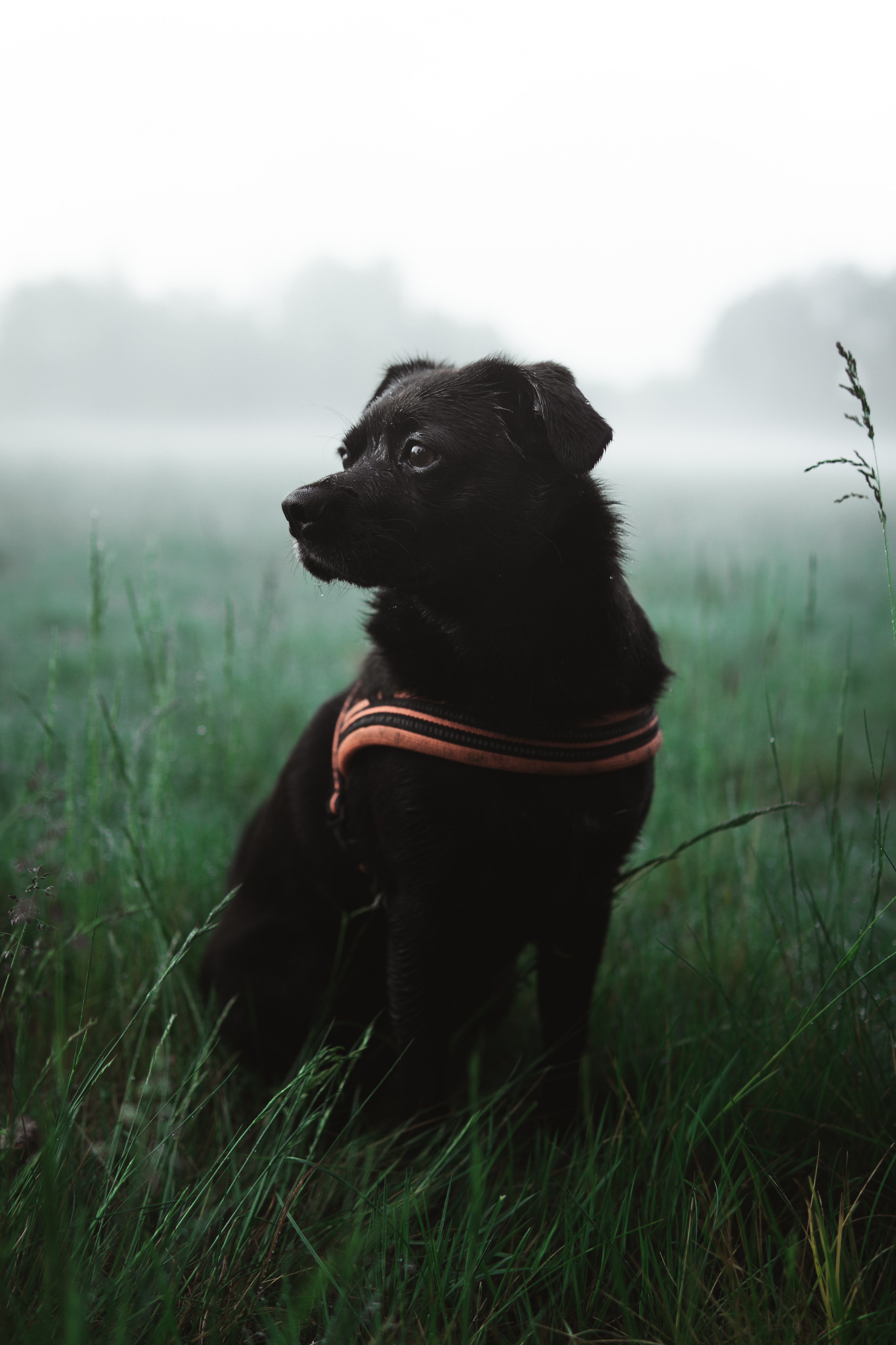 dog, pet, animals, grass, black phone background