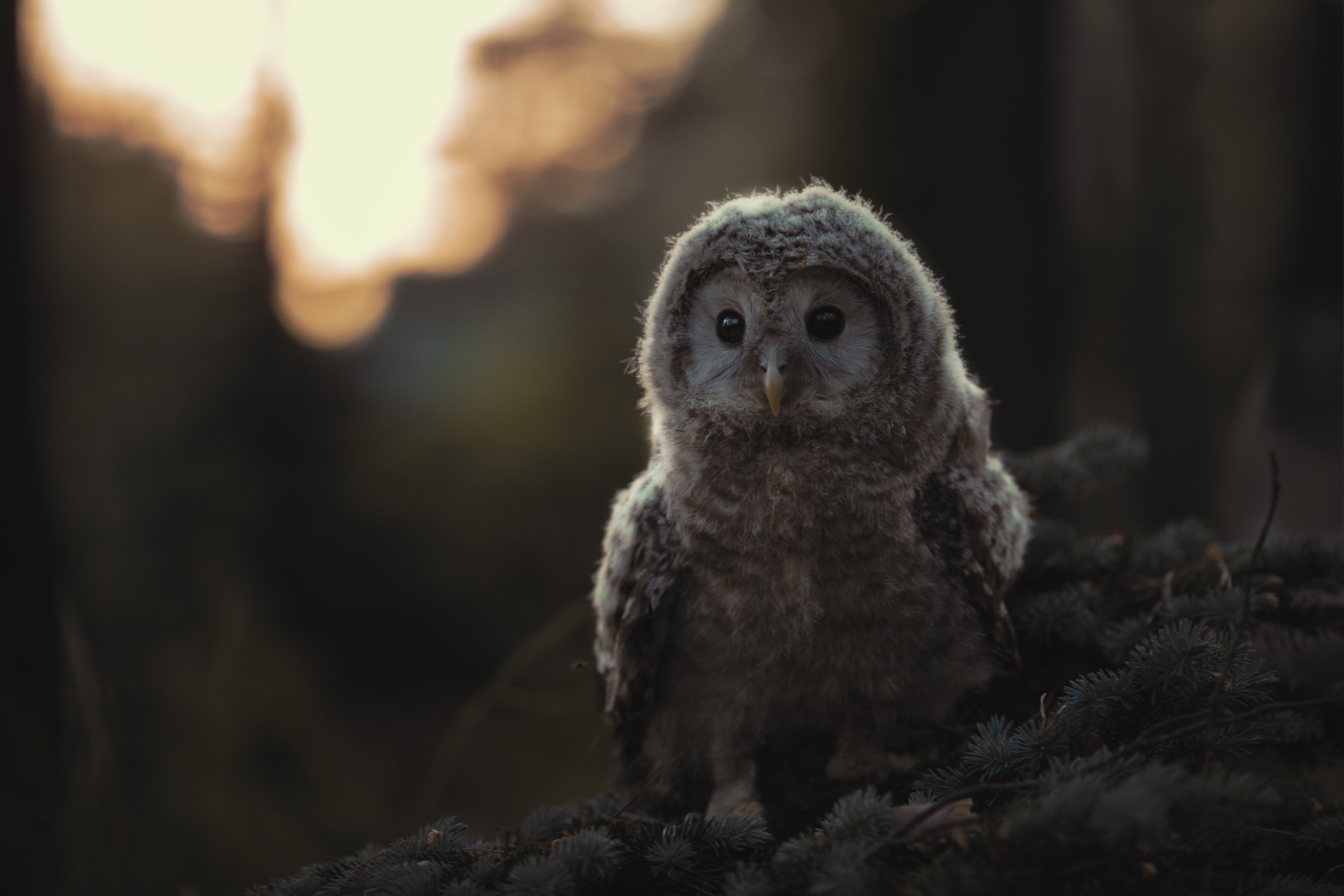 Download mobile wallpaper Birds, Owl, Animal, Owlet, Baby Animal for free.