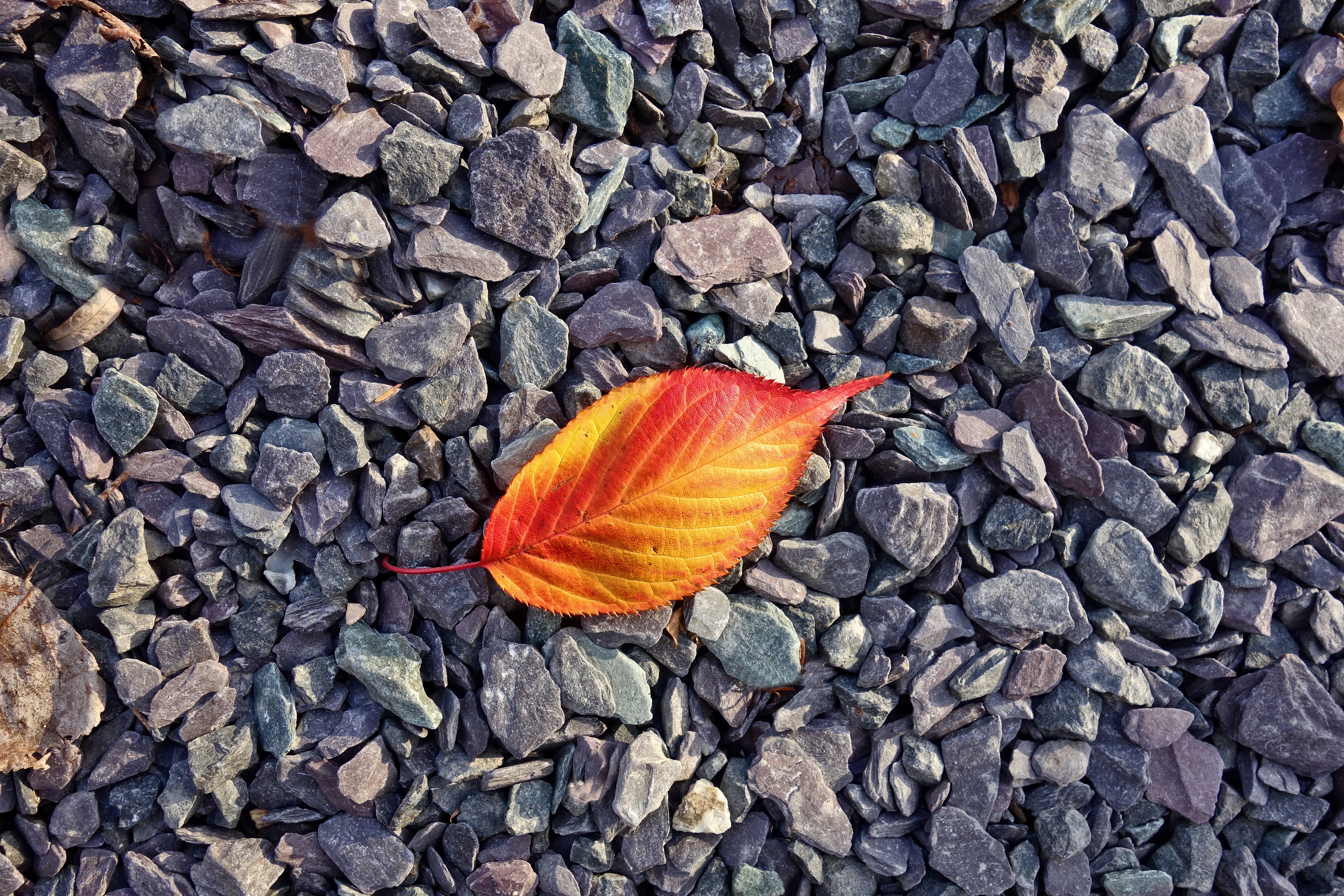 Download mobile wallpaper Stones, Nature, Sheet, Autumn, Leaf for free.
