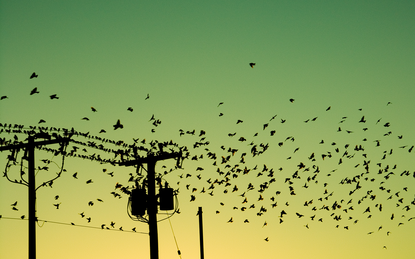 Baixe gratuitamente a imagem Pássaro, Aves, Animais na área de trabalho do seu PC