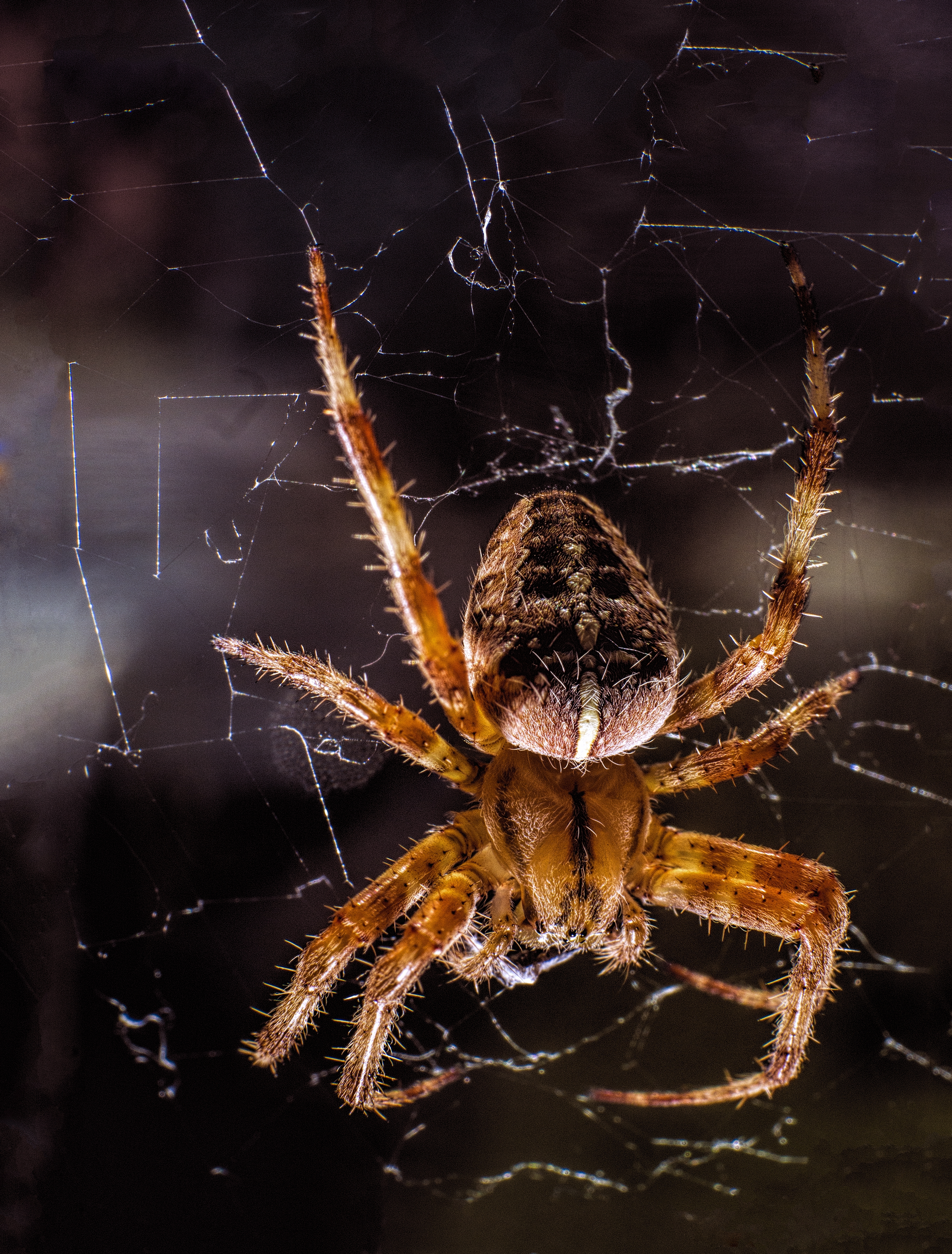 close up, web, macro, insect, paws, spider