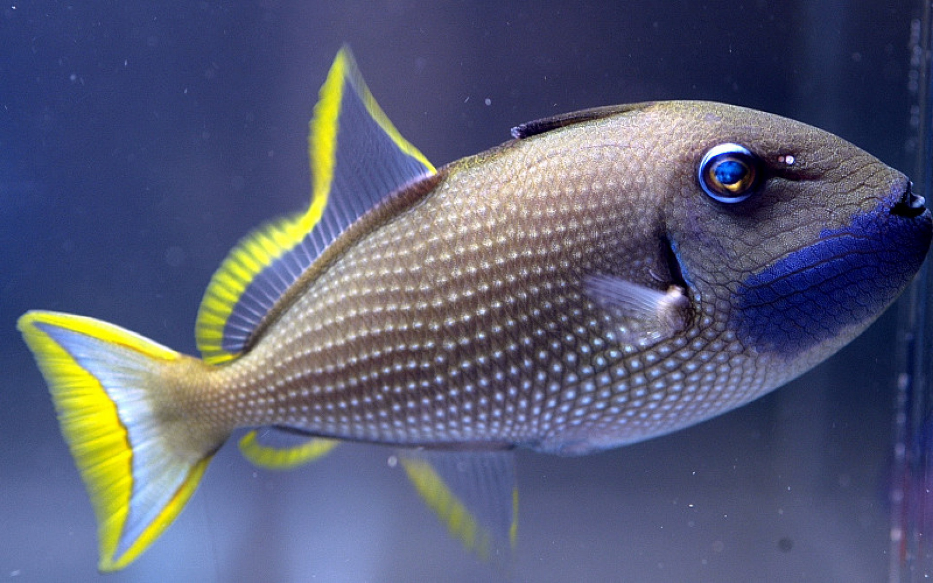 Téléchargez des papiers peints mobile Des Poissons, Poisson, Animaux gratuitement.