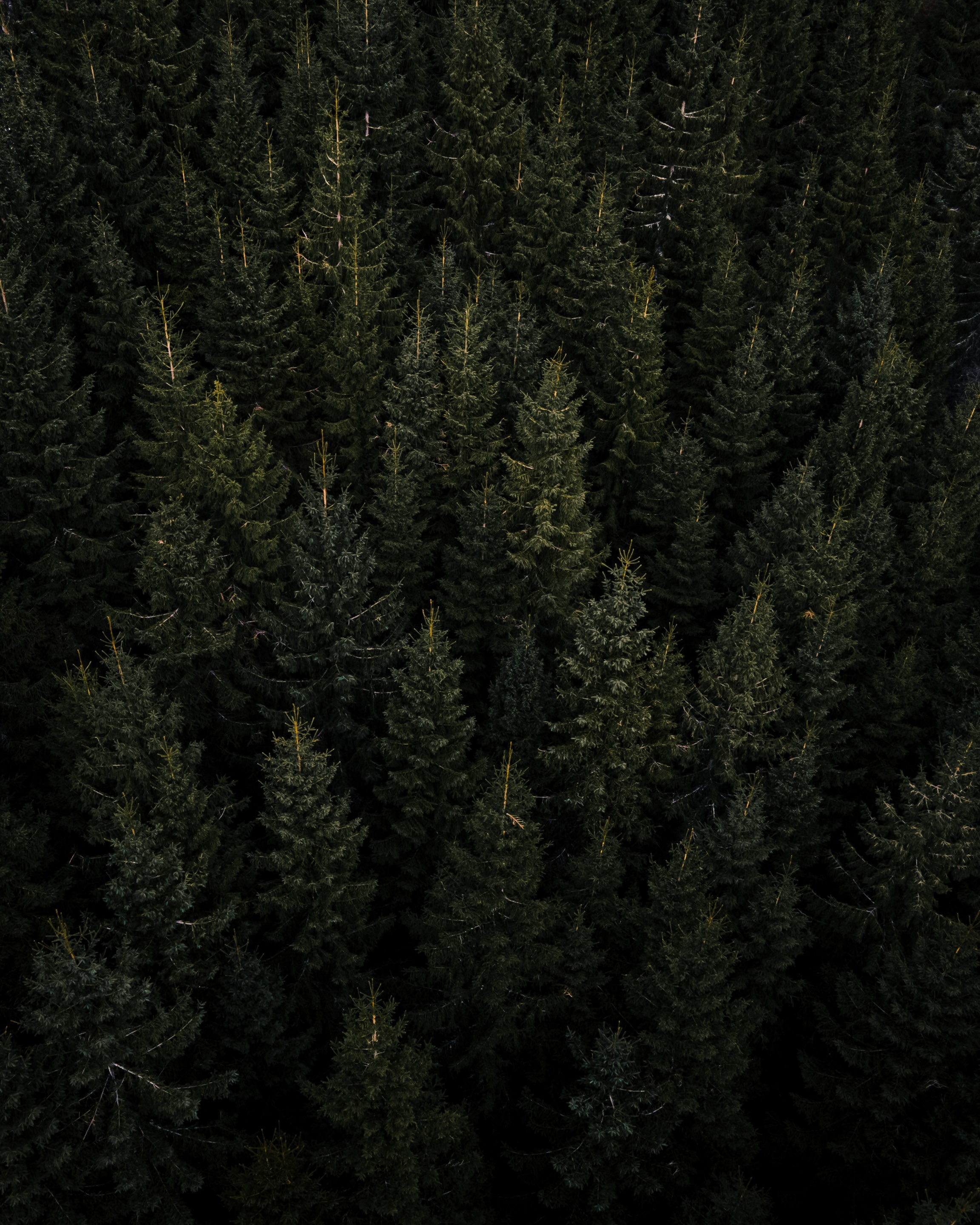 PCデスクトップに自然, 木, 松, 針, 上から見る, 森林, 森画像を無料でダウンロード