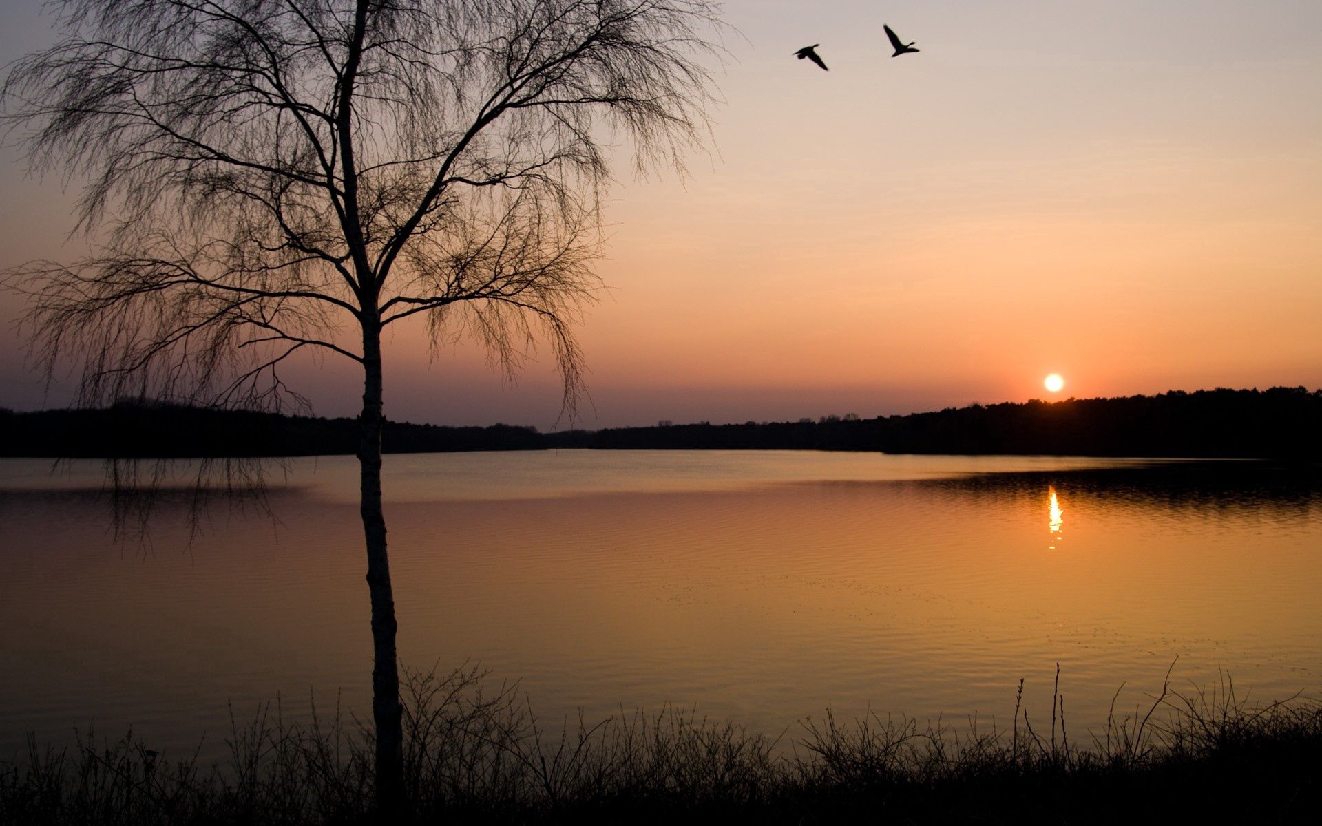 branches, nature, sunset, lake, shore, bank, branch, birch