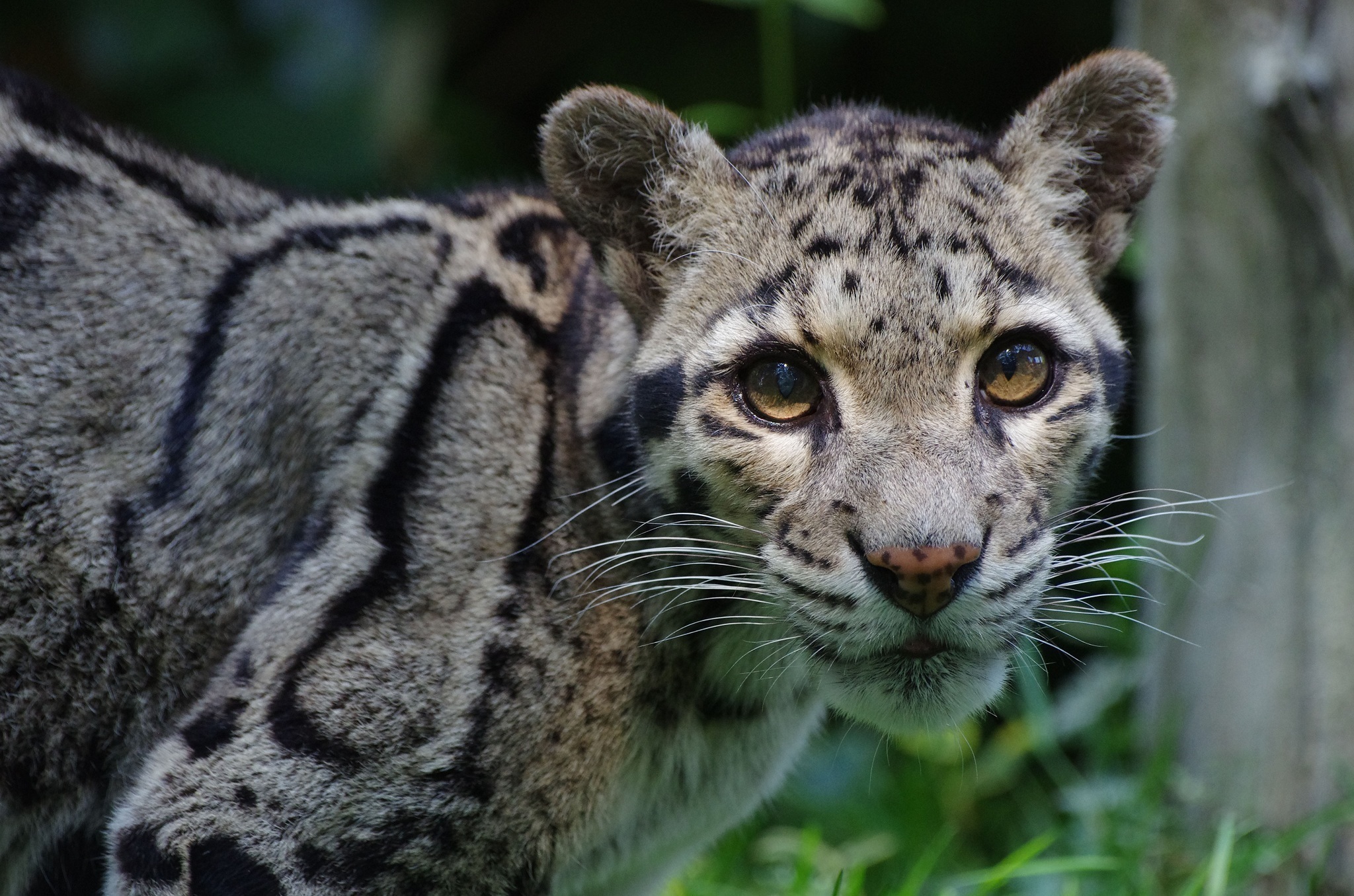 animal, clouded leopard, baby animal, cub, cute, cats