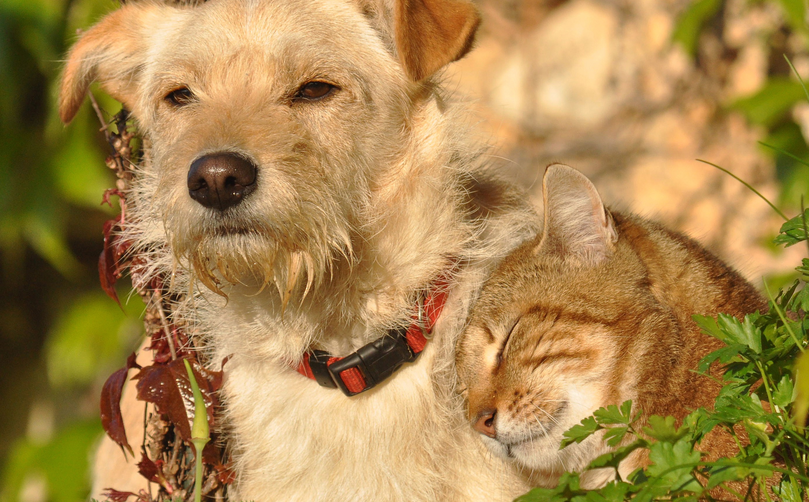 Download mobile wallpaper Cat, Dog, Animal, Cat & Dog for free.