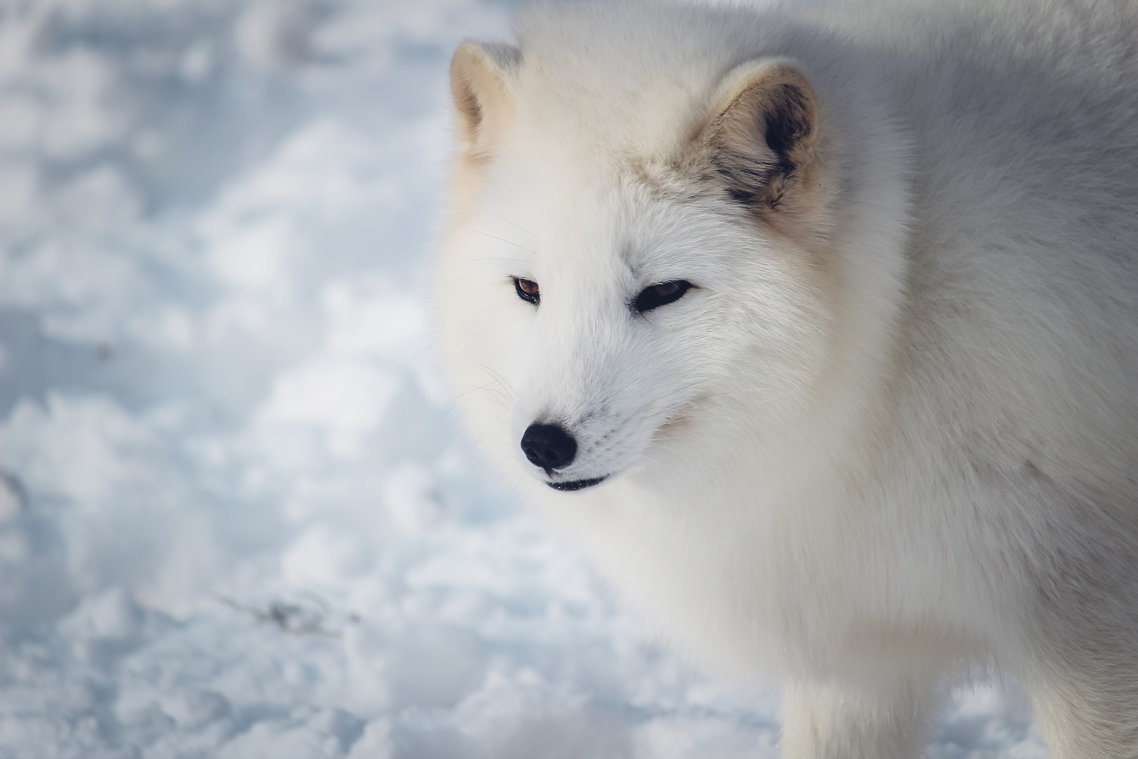 Download mobile wallpaper Arctic Fox, Dogs, Animal for free.