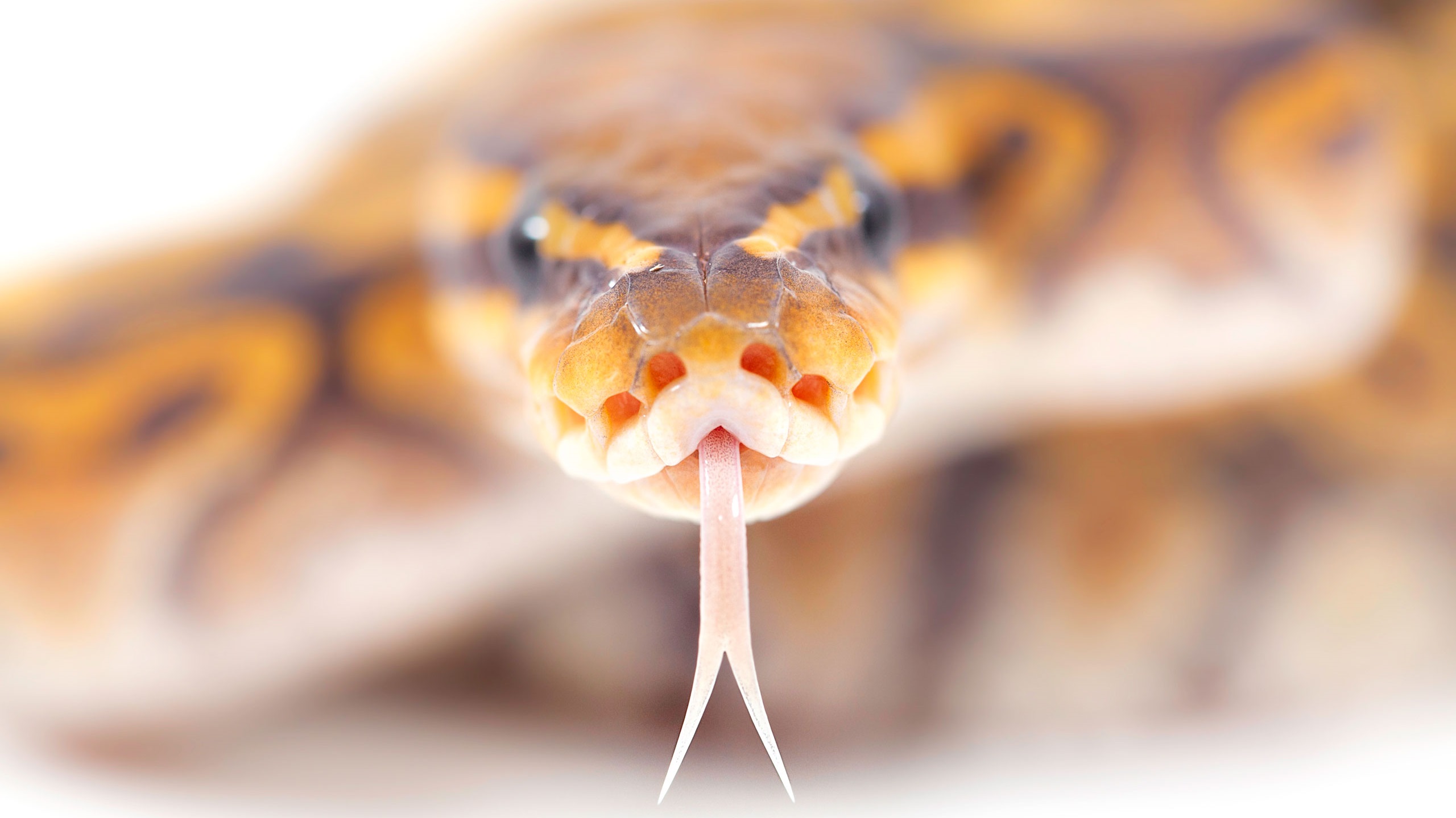 Descarga gratuita de fondo de pantalla para móvil de Serpiente, Reptiles, Animales.