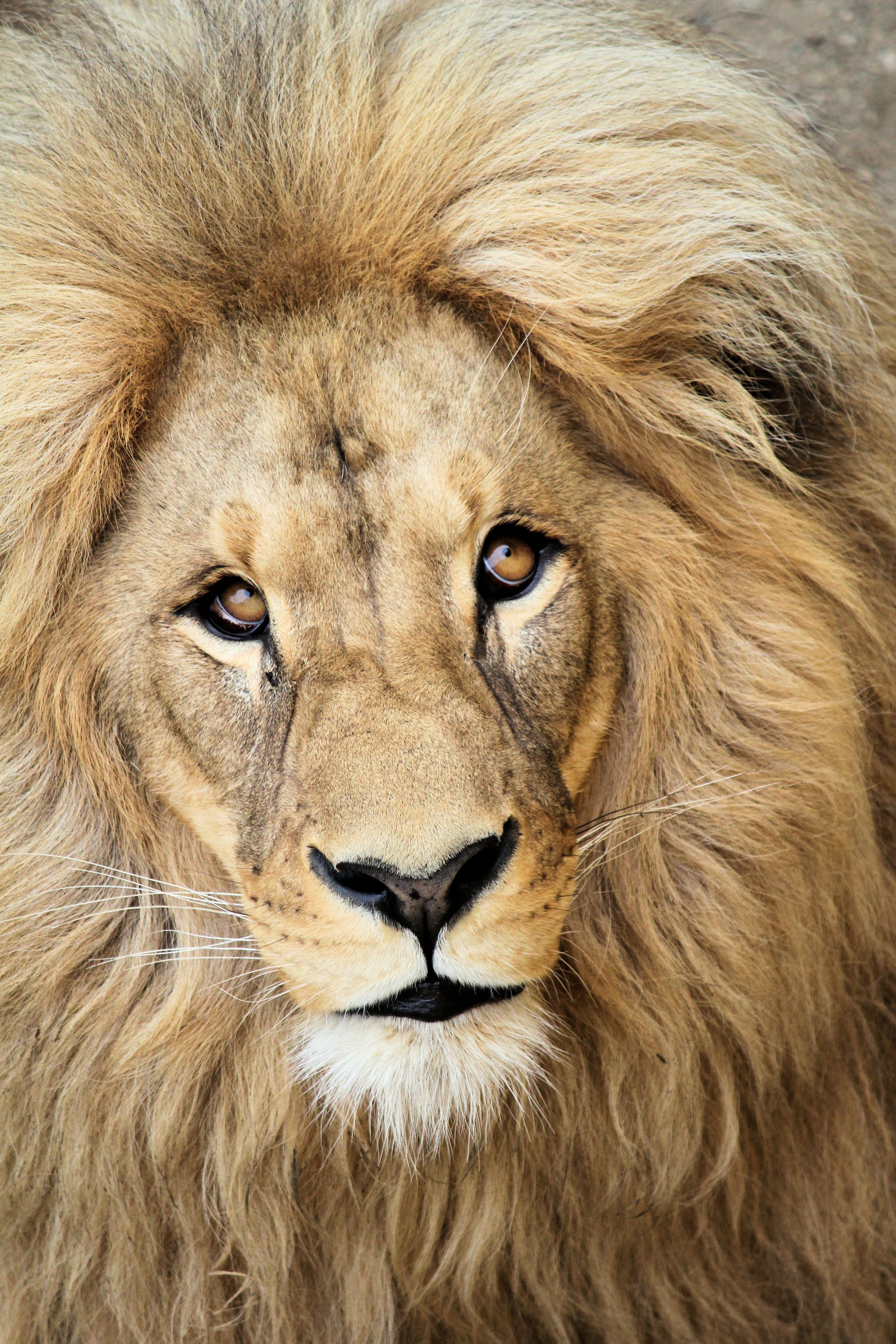 92794 descargar fondo de pantalla animales, bozal, un leon, león, depredador, melena, rey de las bestias, rey: protectores de pantalla e imágenes gratis