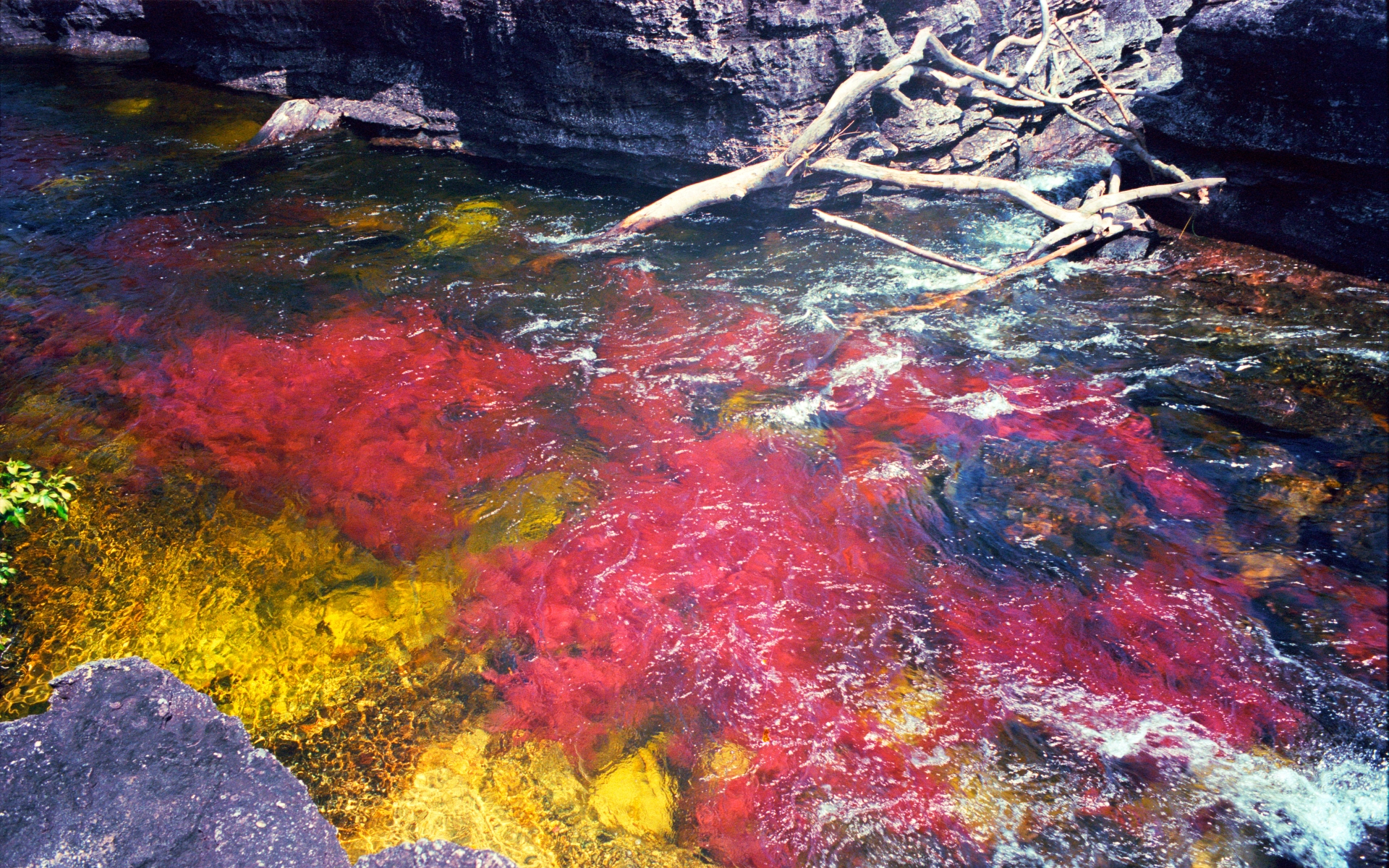 641145 Hintergrundbild herunterladen erde/natur, caño cristales - Bildschirmschoner und Bilder kostenlos