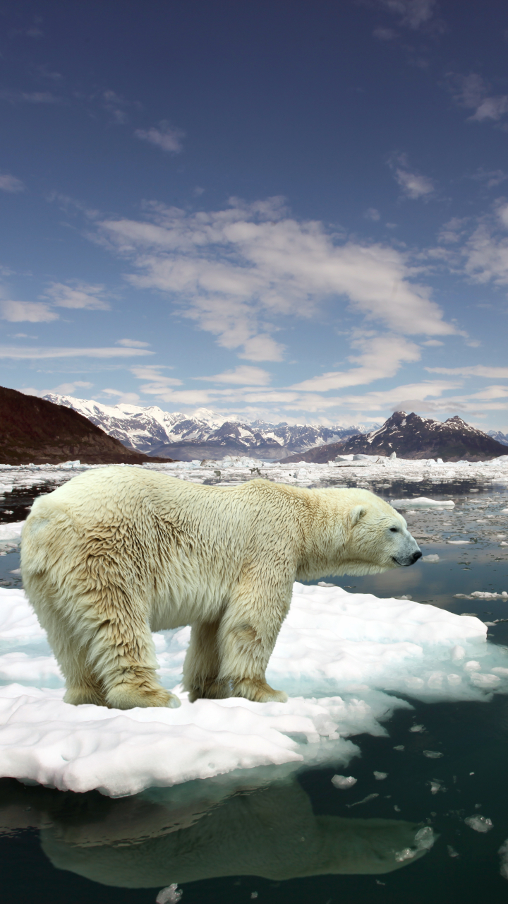 Baixar papel de parede para celular de Animais, Urso Polar, Ursos gratuito.