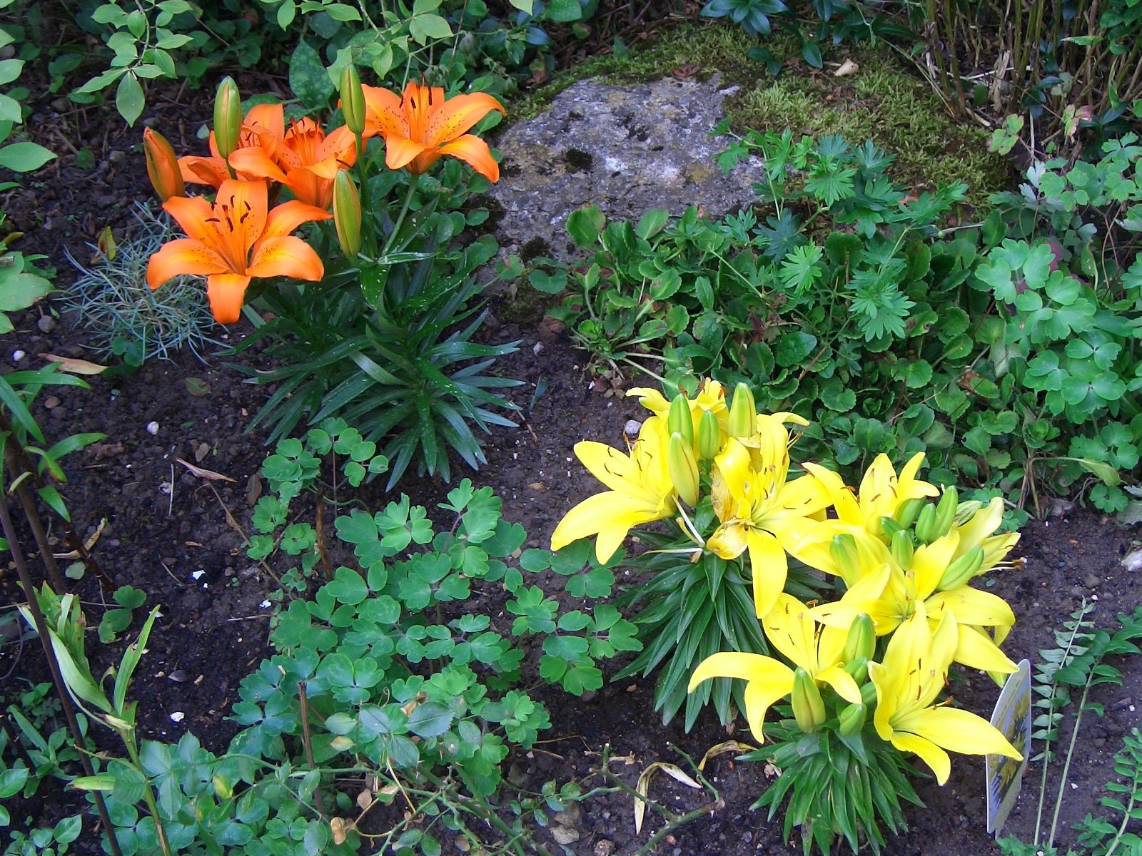 Descarga gratis la imagen Flor, Tierra/naturaleza en el escritorio de tu PC