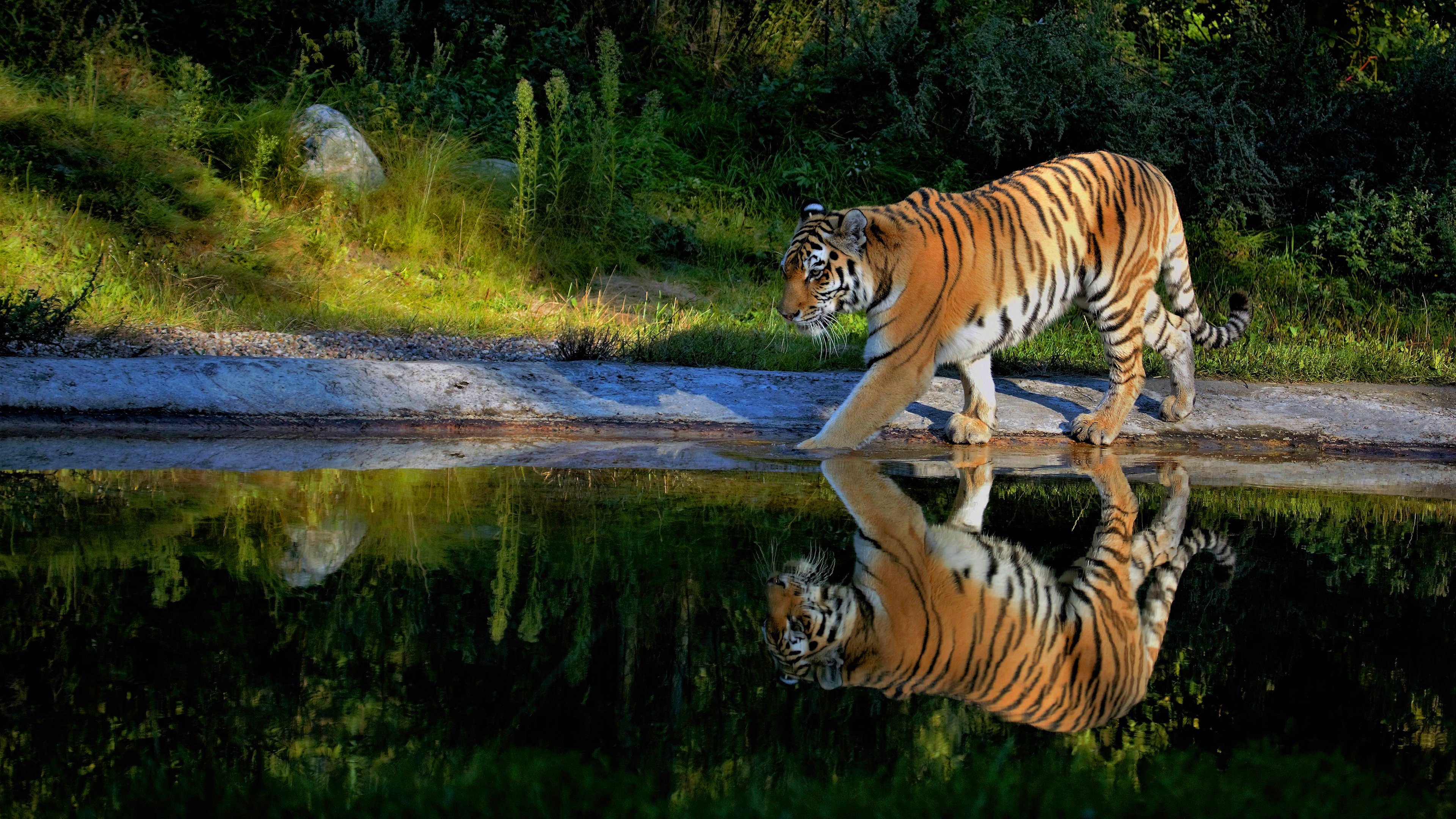 Скачати мобільні шпалери Тигр, Тварина, Коти, Рефлексія безкоштовно.