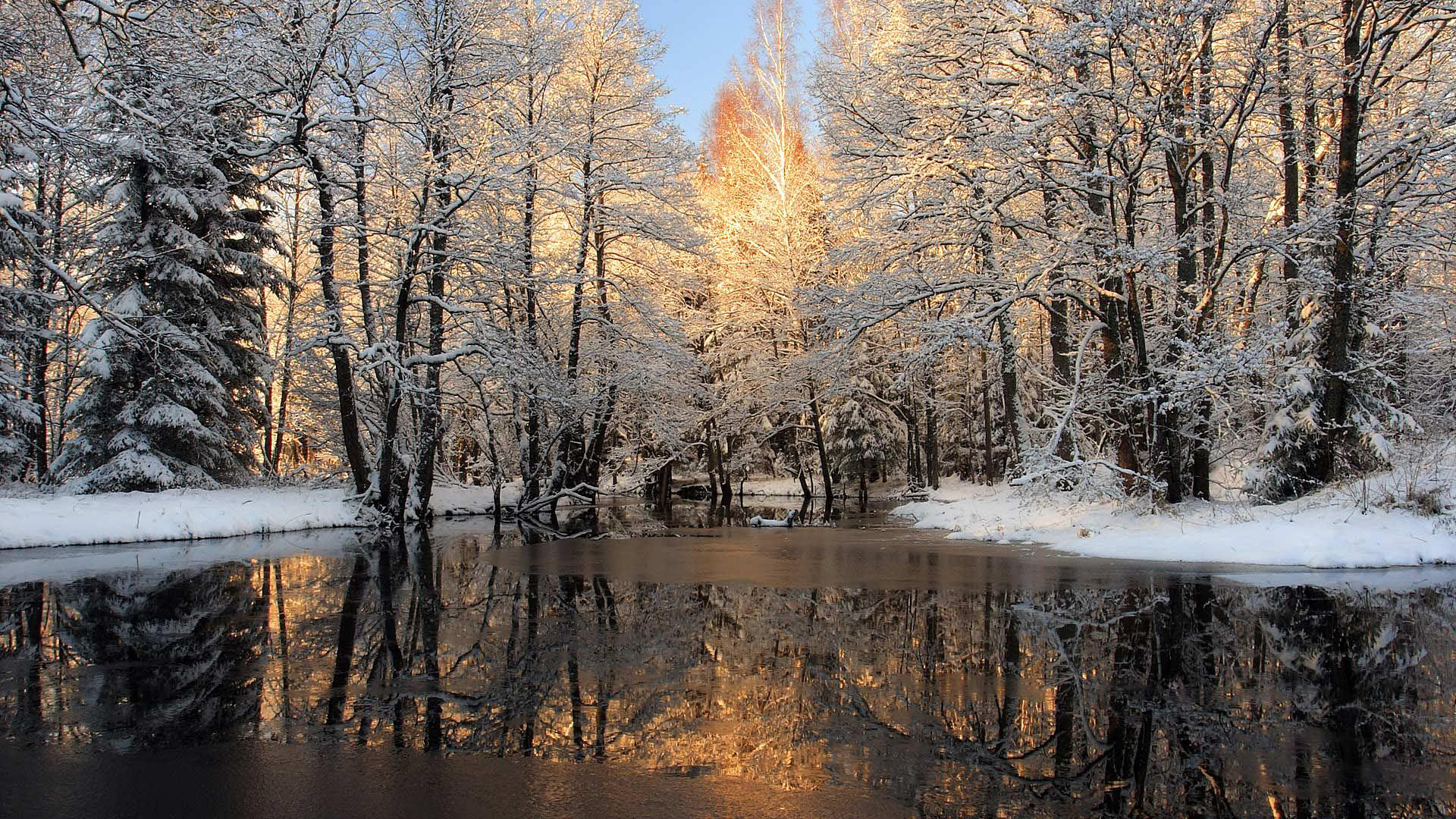 Descarga gratis la imagen Bosque, Tierra/naturaleza en el escritorio de tu PC