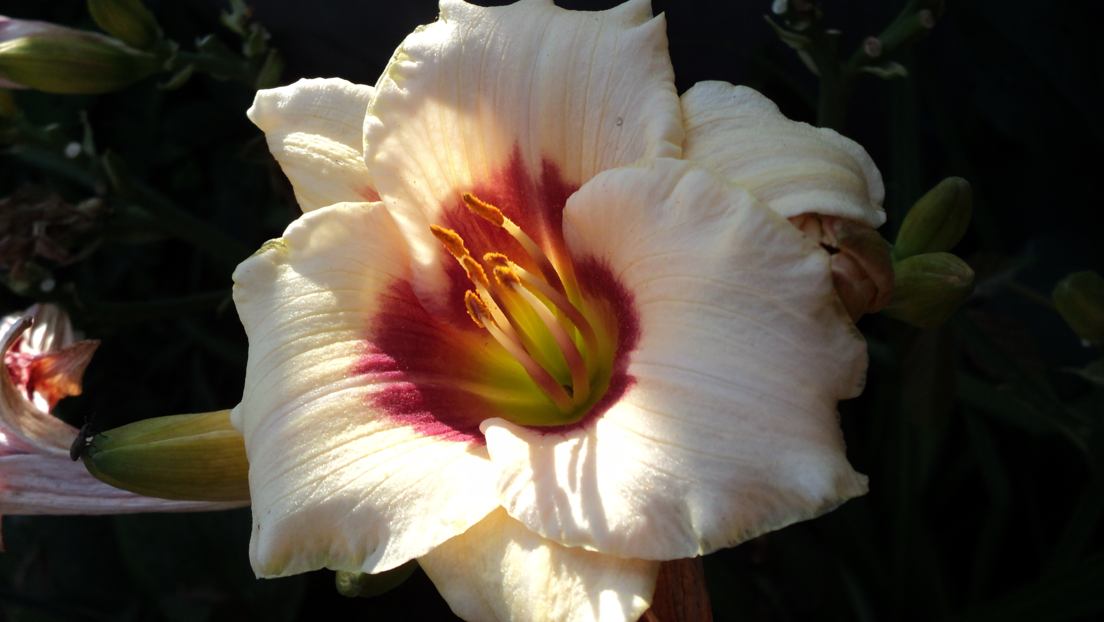 earth, lily, daylily, flower, flowers