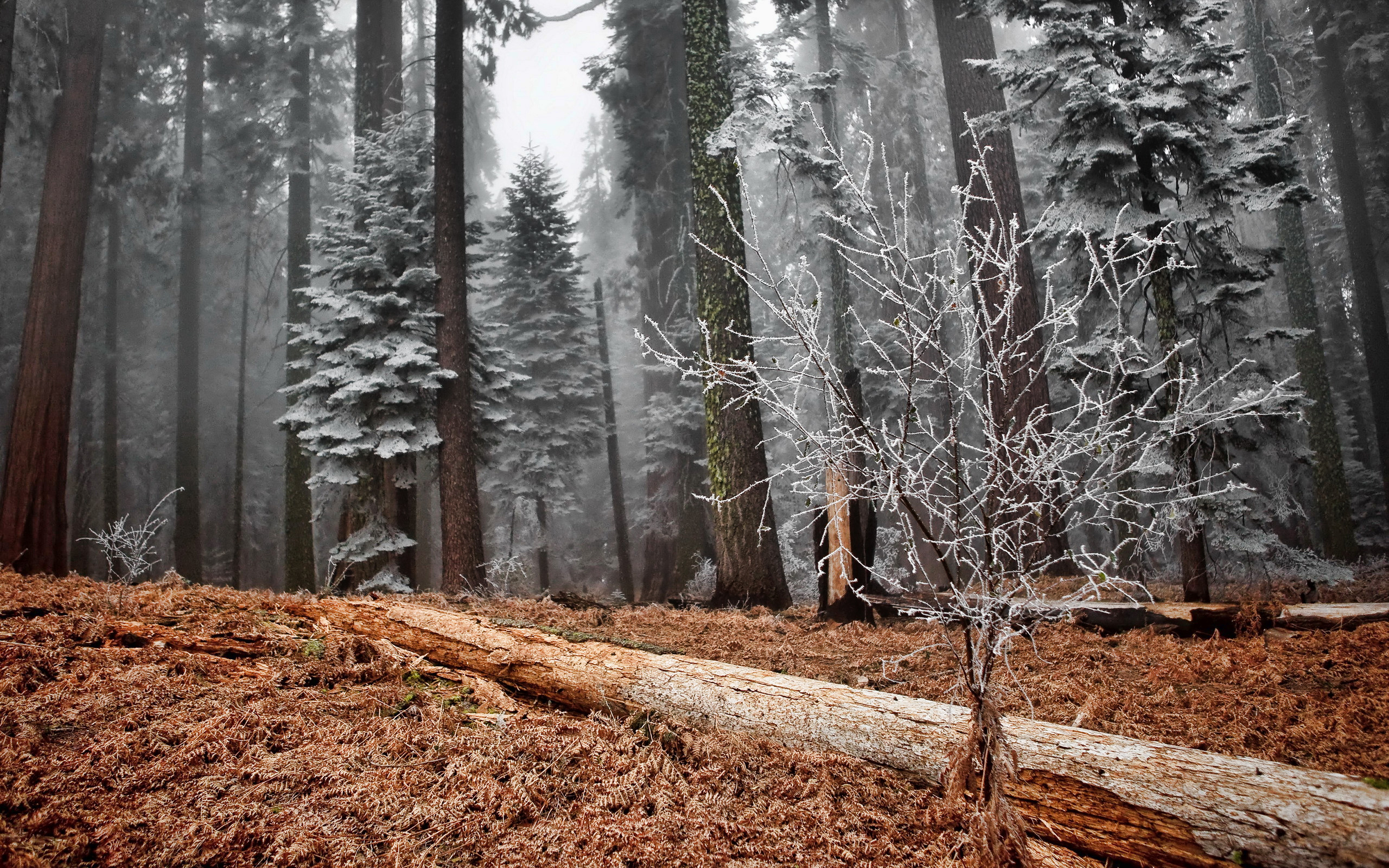 Téléchargez des papiers peints mobile Forêt, Terre/nature gratuitement.