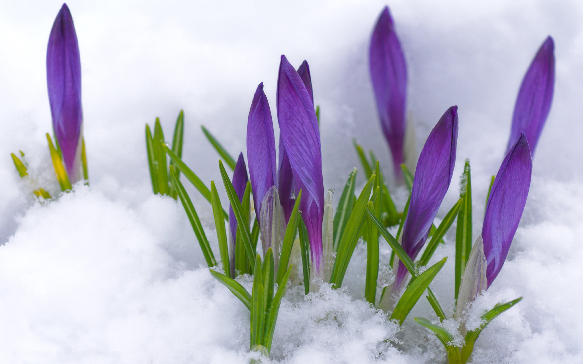 292482 Hintergrundbilder und Krokus Bilder auf dem Desktop. Laden Sie  Bildschirmschoner kostenlos auf den PC herunter