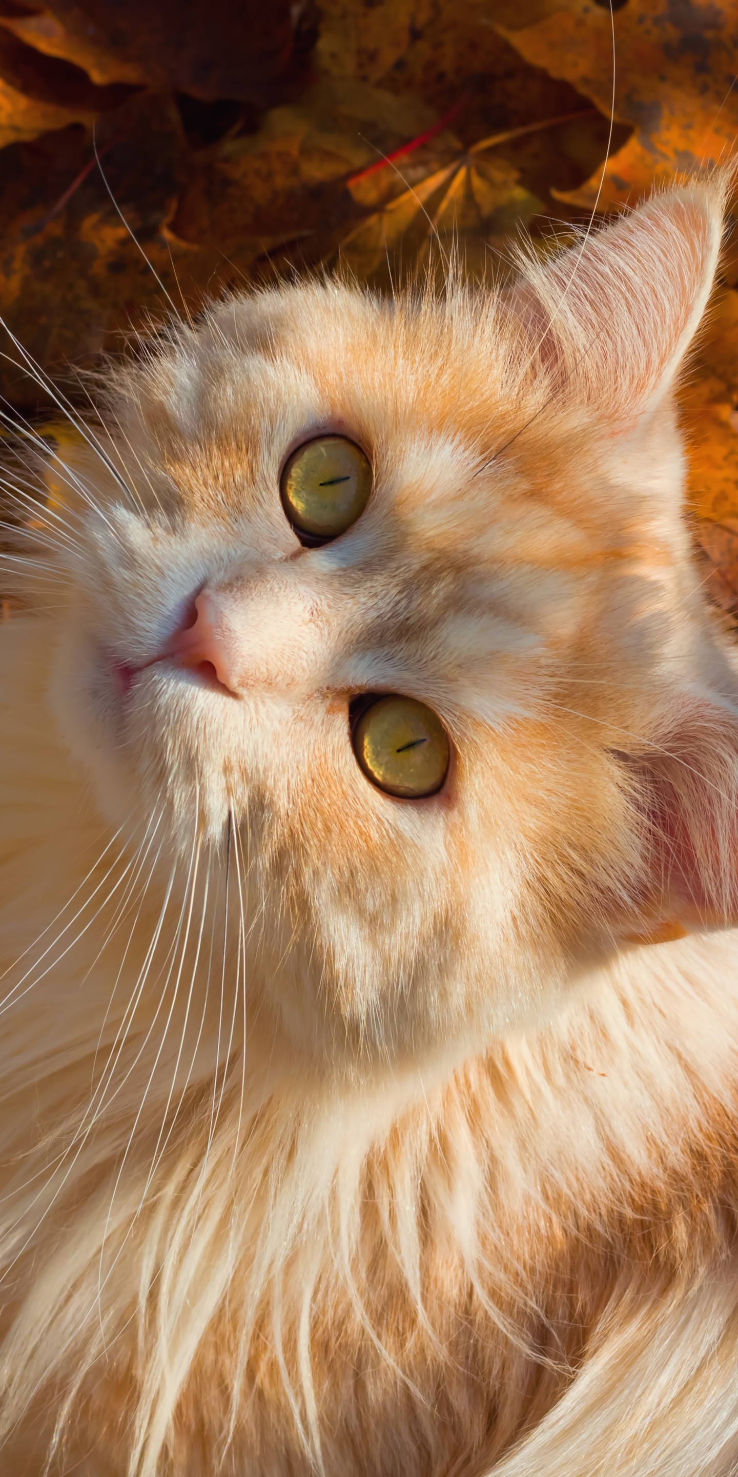 Download mobile wallpaper Cats, Cat, Animal for free.