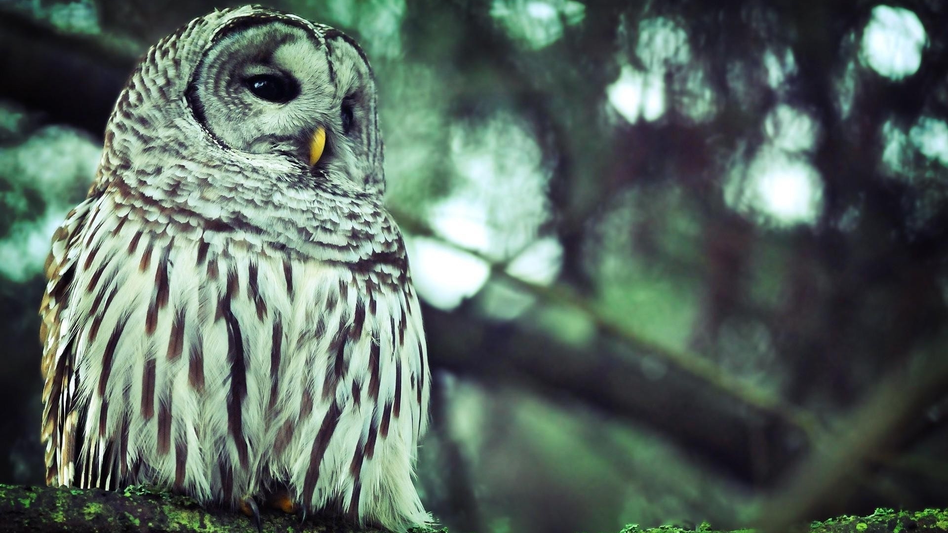 Download mobile wallpaper Animal, Barred Owl for free.