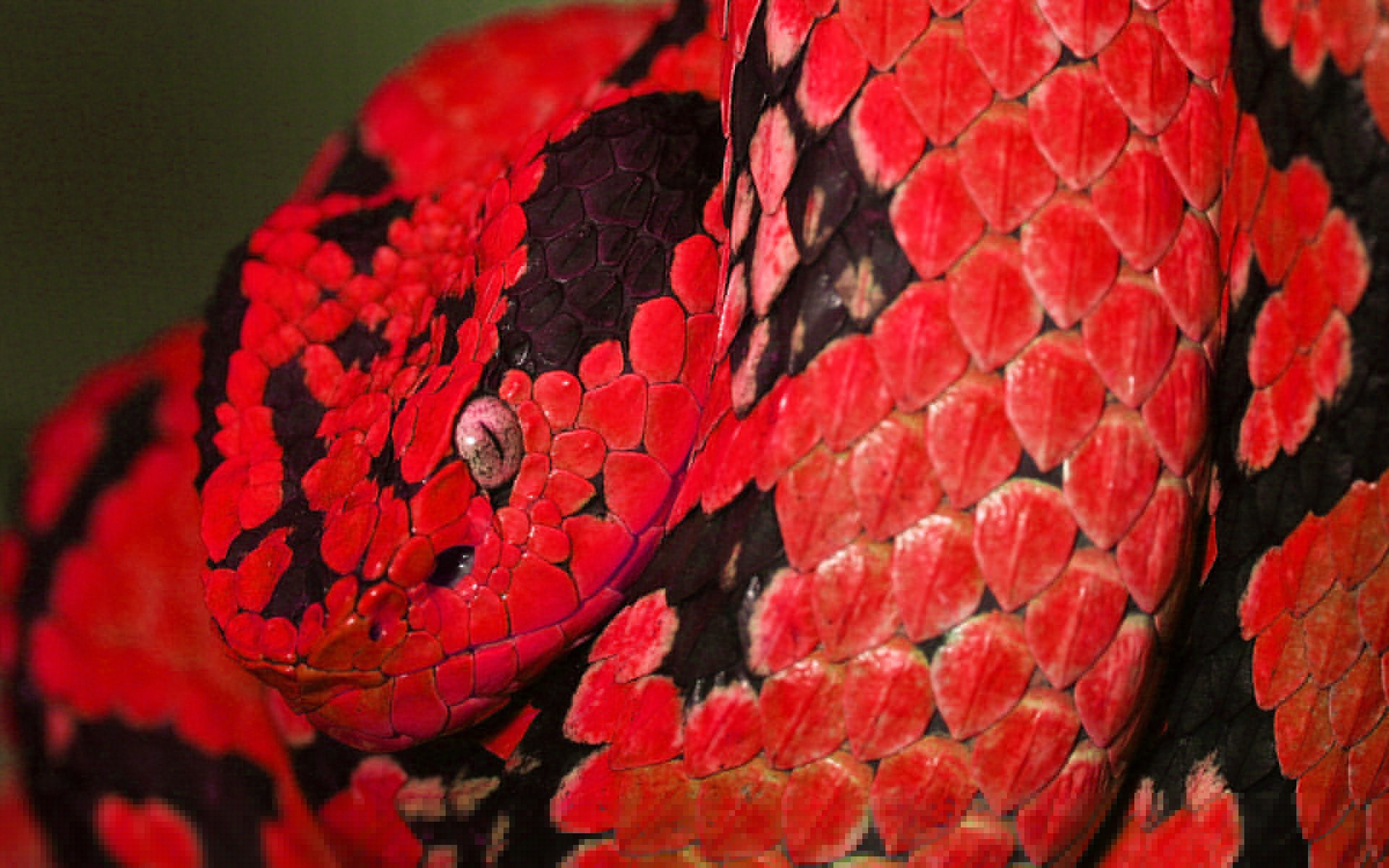 Laden Sie das Tiere, Schlange, Reptilien-Bild kostenlos auf Ihren PC-Desktop herunter