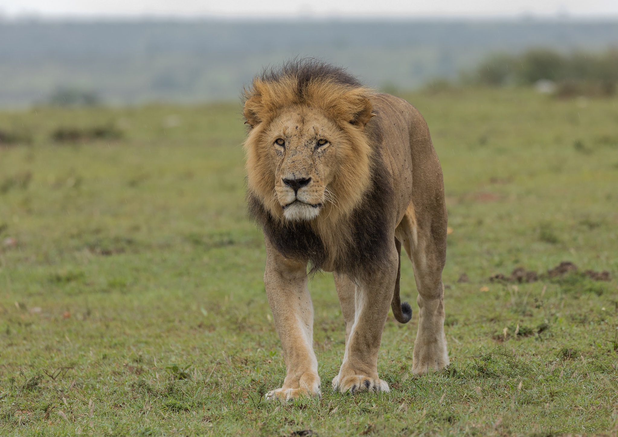 Téléchargez gratuitement l'image Animaux, Chats, Lion sur le bureau de votre PC