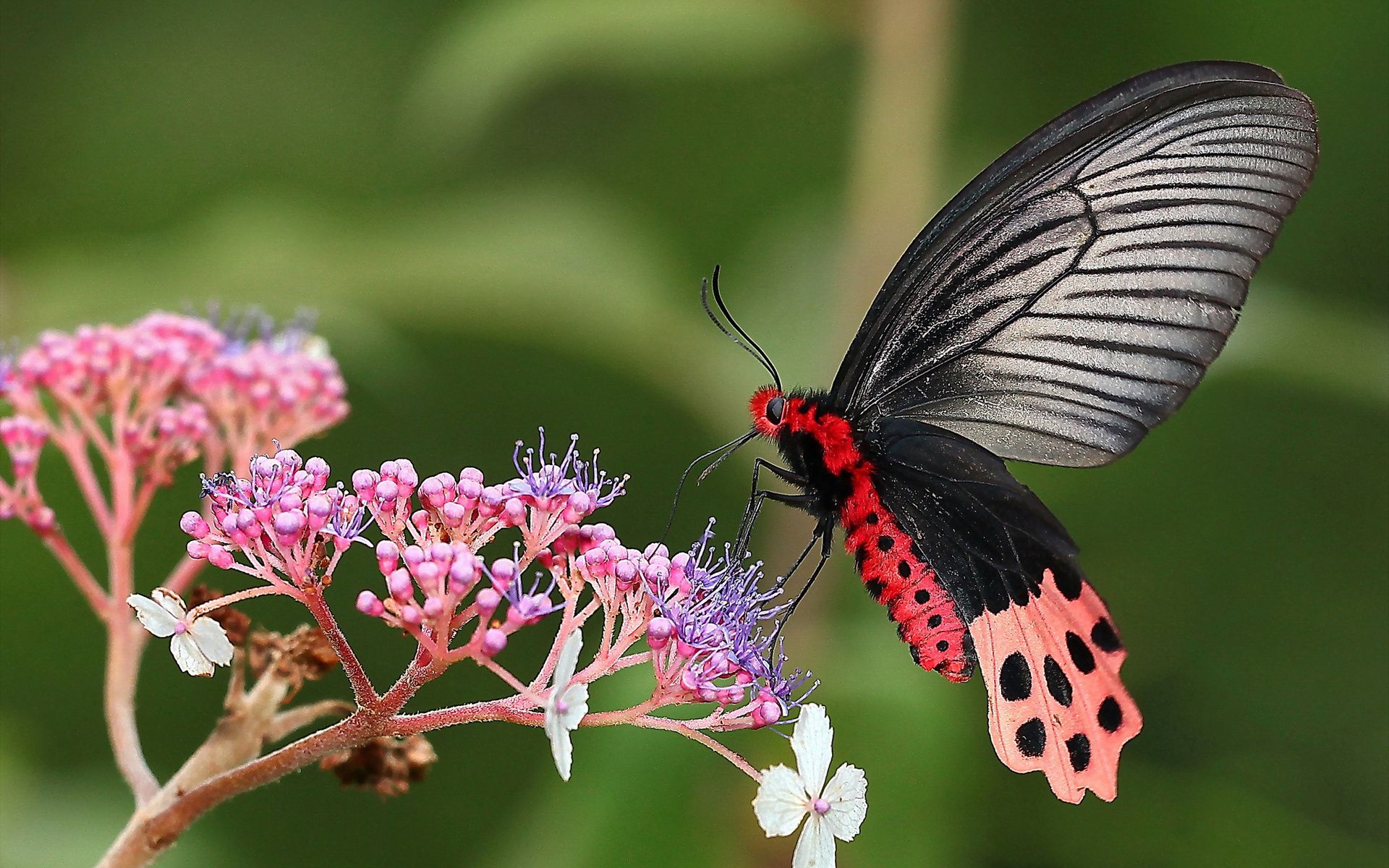 Laden Sie das Blume, Flügel, Grass, Makro, Schmetterling, Pflanze-Bild kostenlos auf Ihren PC-Desktop herunter