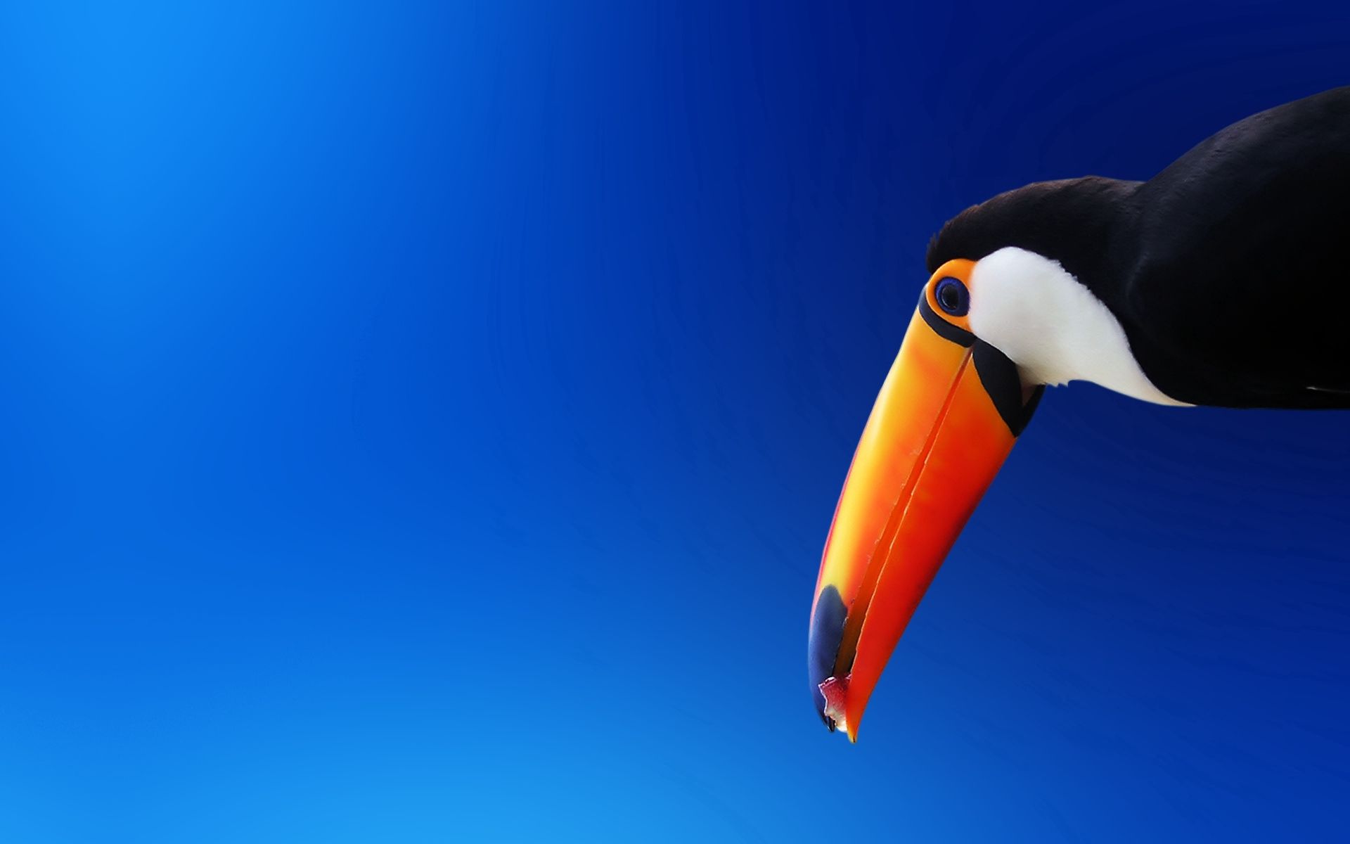 Free download wallpaper Bird, Beak, Color, Toucan, Minimalism on your PC desktop