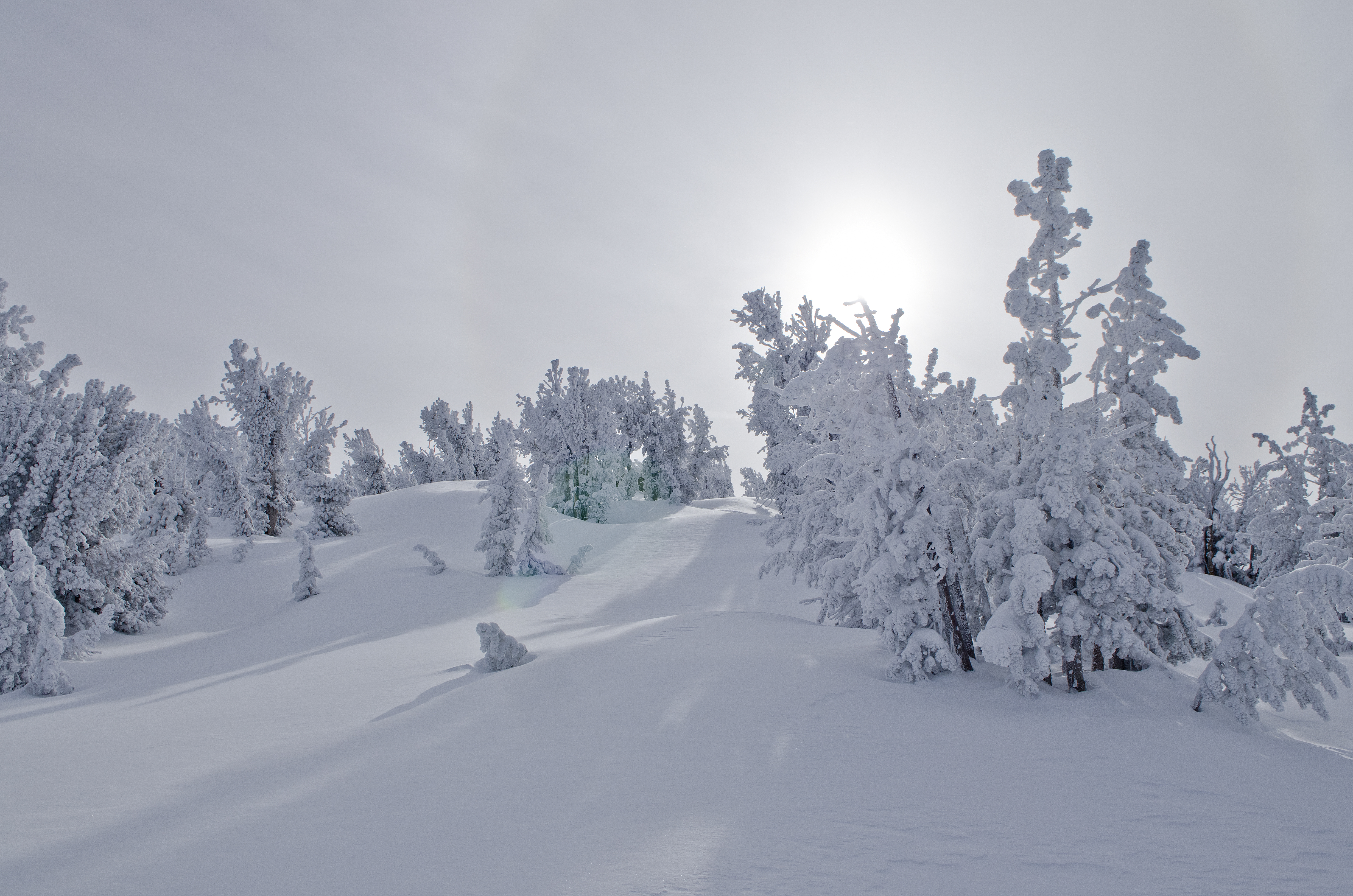 Laden Sie das Schnee, Sonnenlicht, Natur, Bäume, Landschaft, Winter-Bild kostenlos auf Ihren PC-Desktop herunter