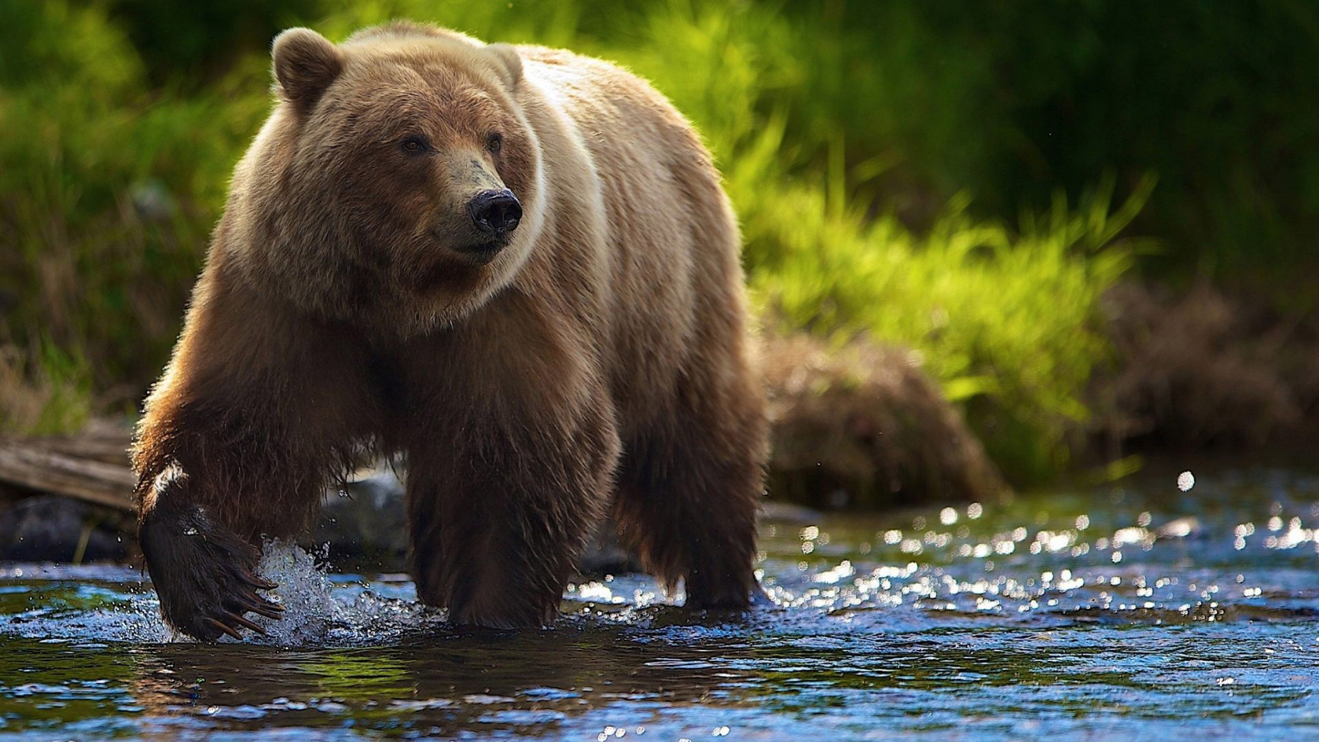 380156 descargar fondo de pantalla animales, oso, oso café, osos: protectores de pantalla e imágenes gratis