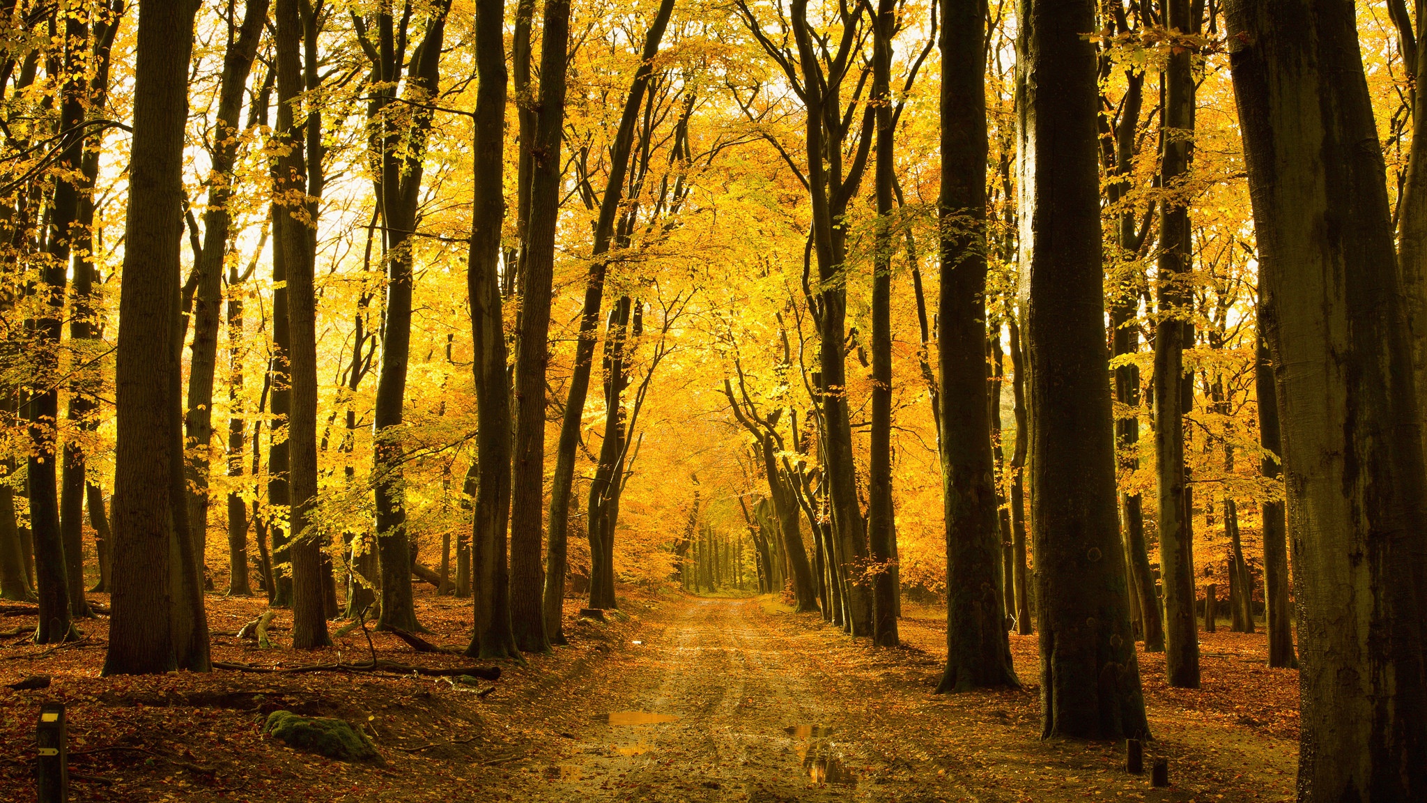 Скачать картинку Природа, Осень, Лес, Дерево, Земля/природа, Грязная Дорога в телефон бесплатно.