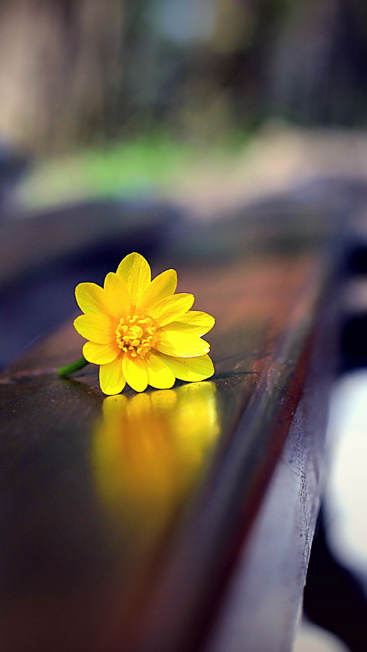 Descarga gratuita de fondo de pantalla para móvil de Flor, Fotografía, Bodegón.