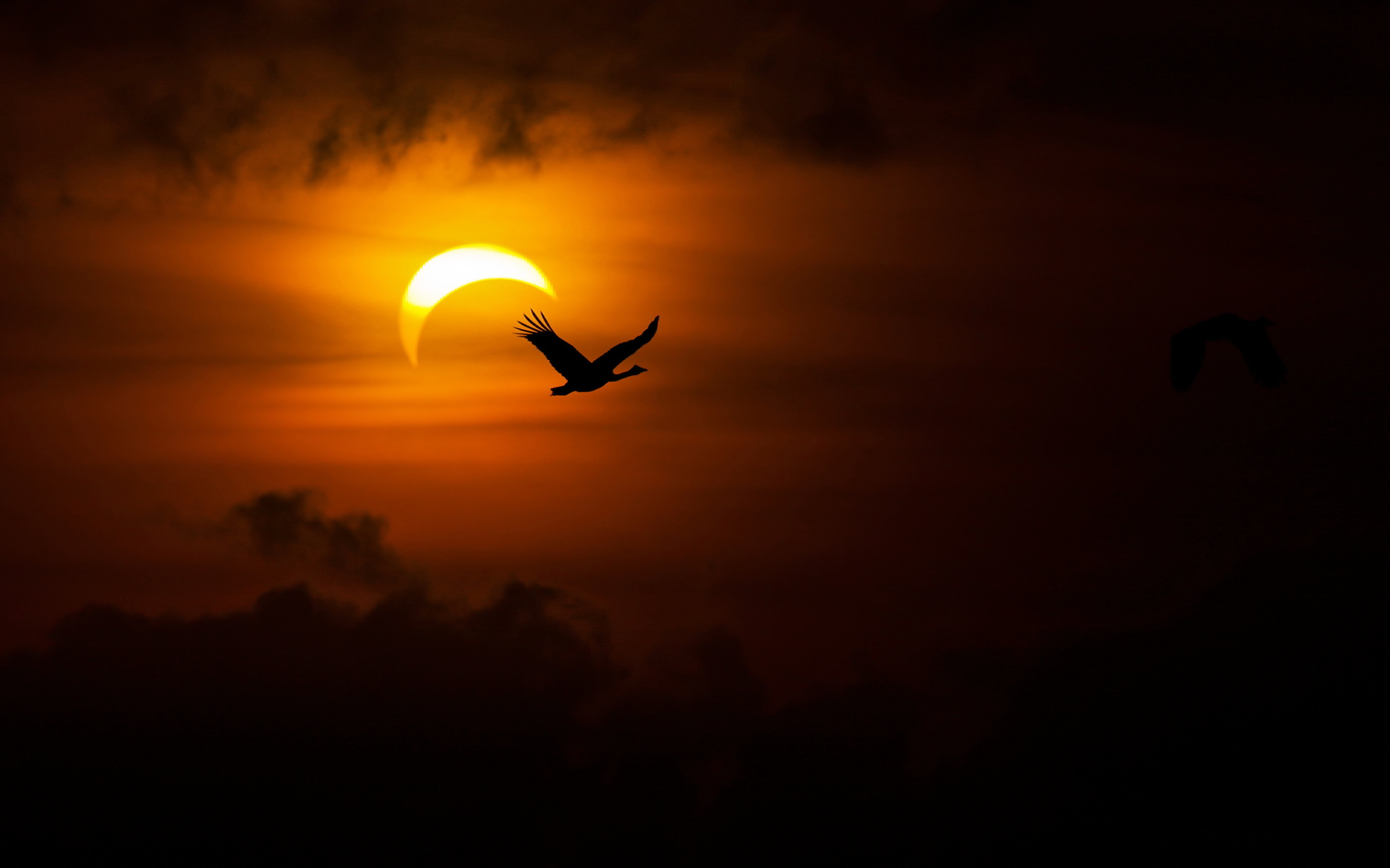687860 descargar fondo de pantalla eclipse solar, tierra/naturaleza, ave, nube, naturaleza, cielo, sol: protectores de pantalla e imágenes gratis
