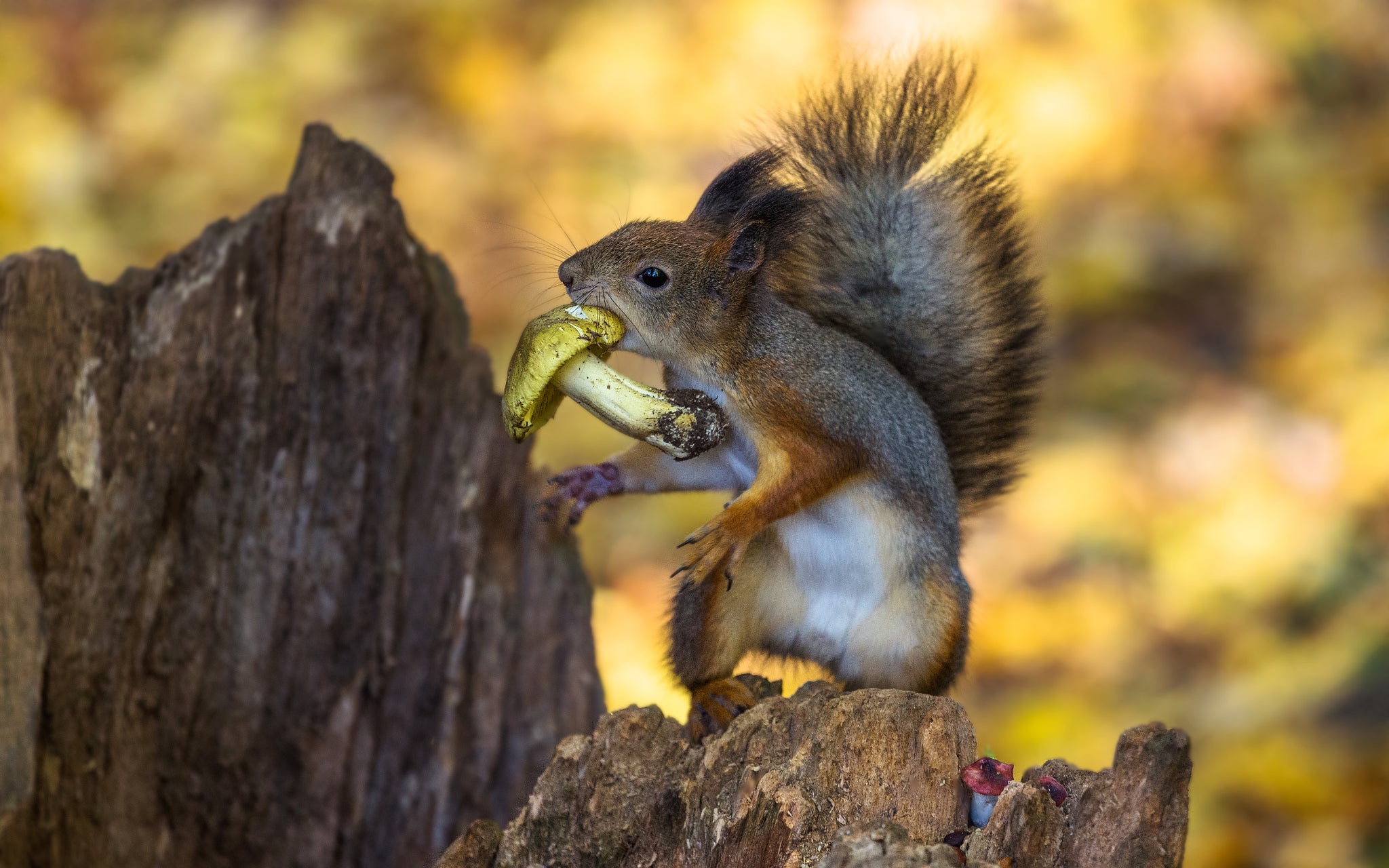 Download mobile wallpaper Squirrel, Animal, Mushroom, Rodent, Depth Of Field for free.