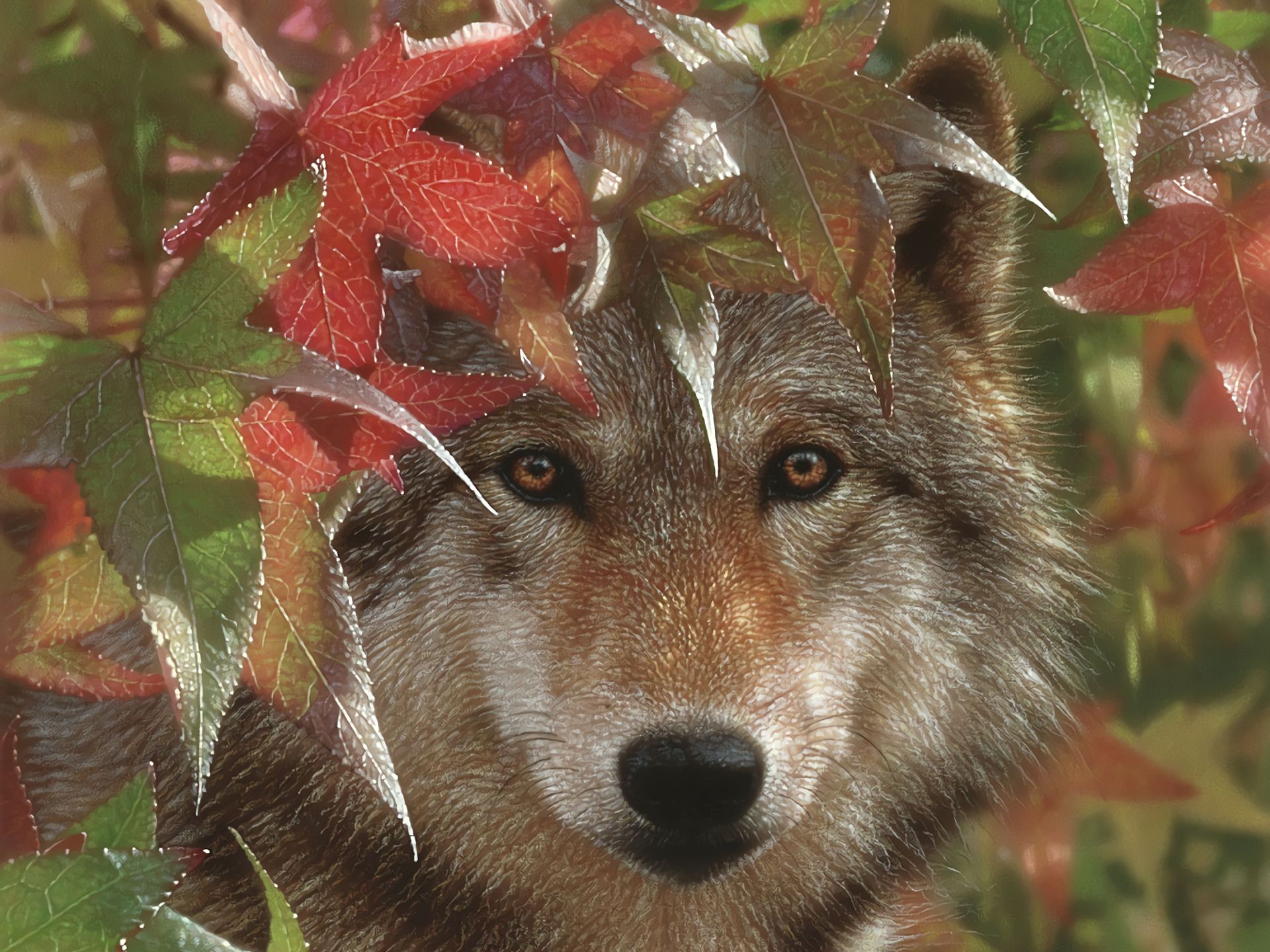 Download mobile wallpaper Leaf, Fall, Wolf, Animal, Wolves for free.