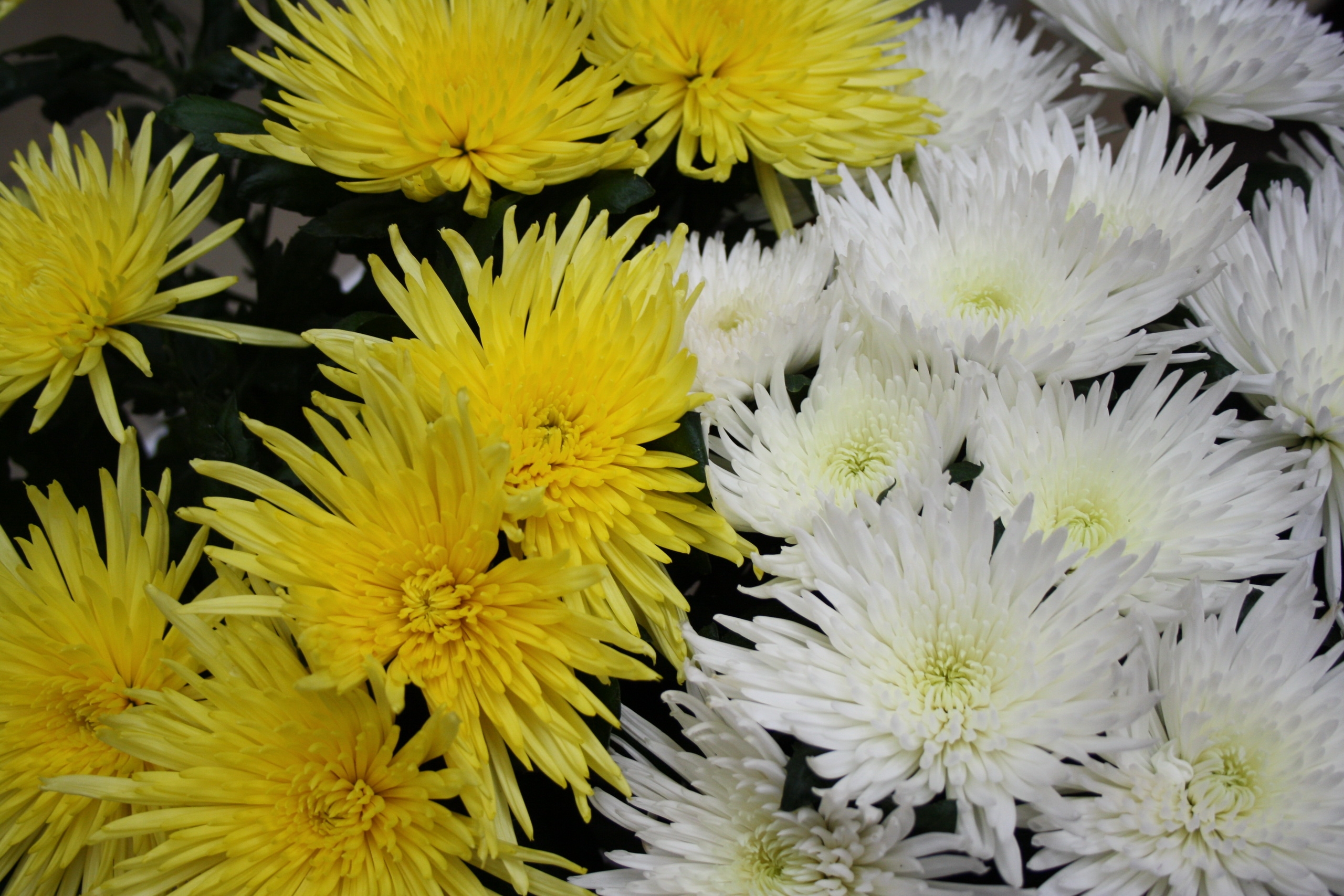 Free download wallpaper Flowers, Chrysanthemum, Close Up on your PC desktop