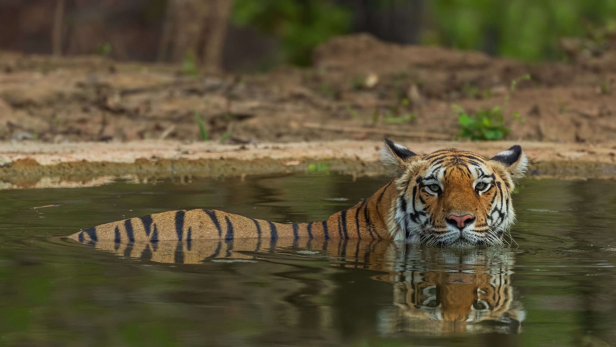 Descarga gratuita de fondo de pantalla para móvil de Animales, Gatos, Tigre.