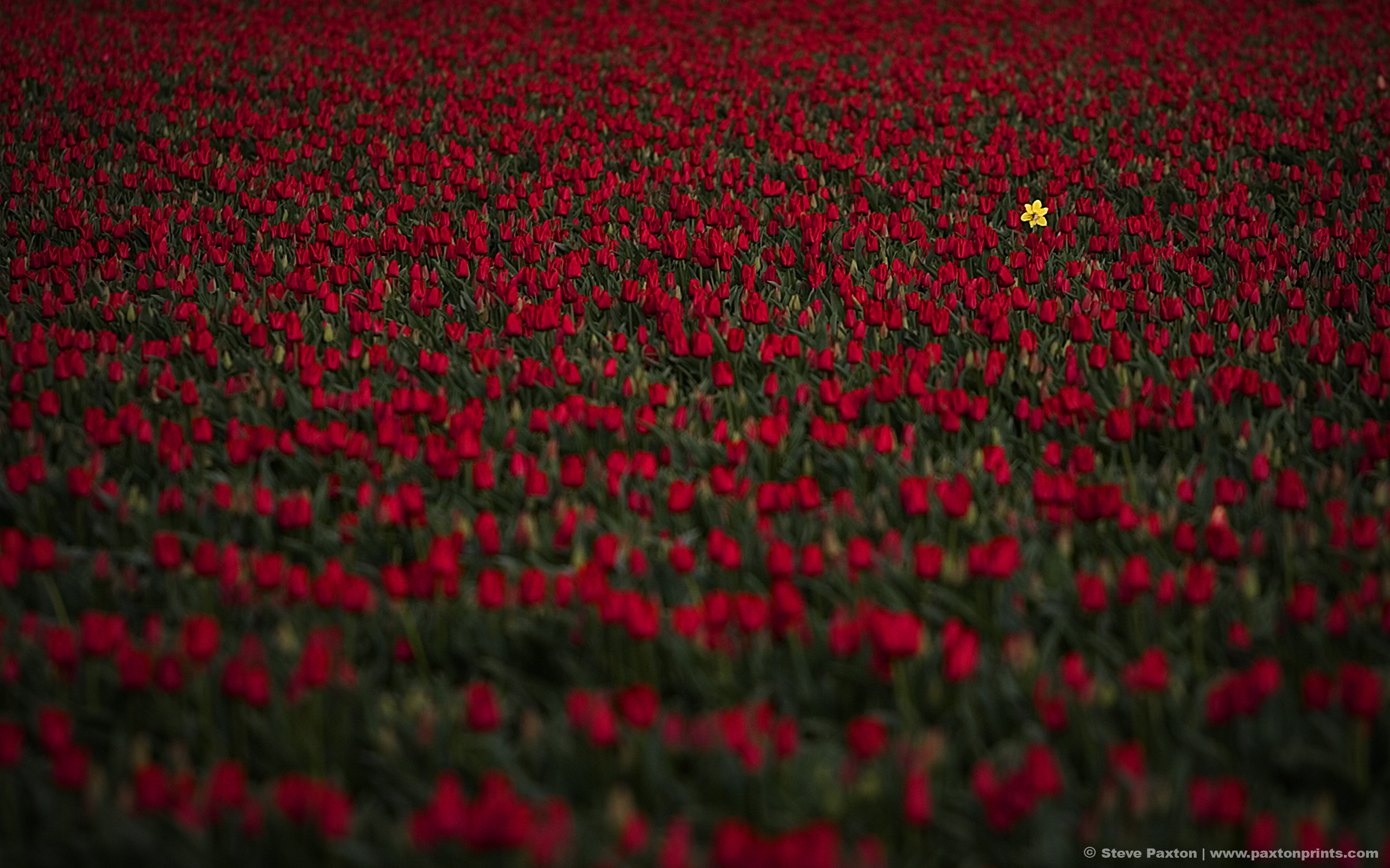 Download mobile wallpaper Red Flower, Tulip, Flowers, Flower, Earth for free.