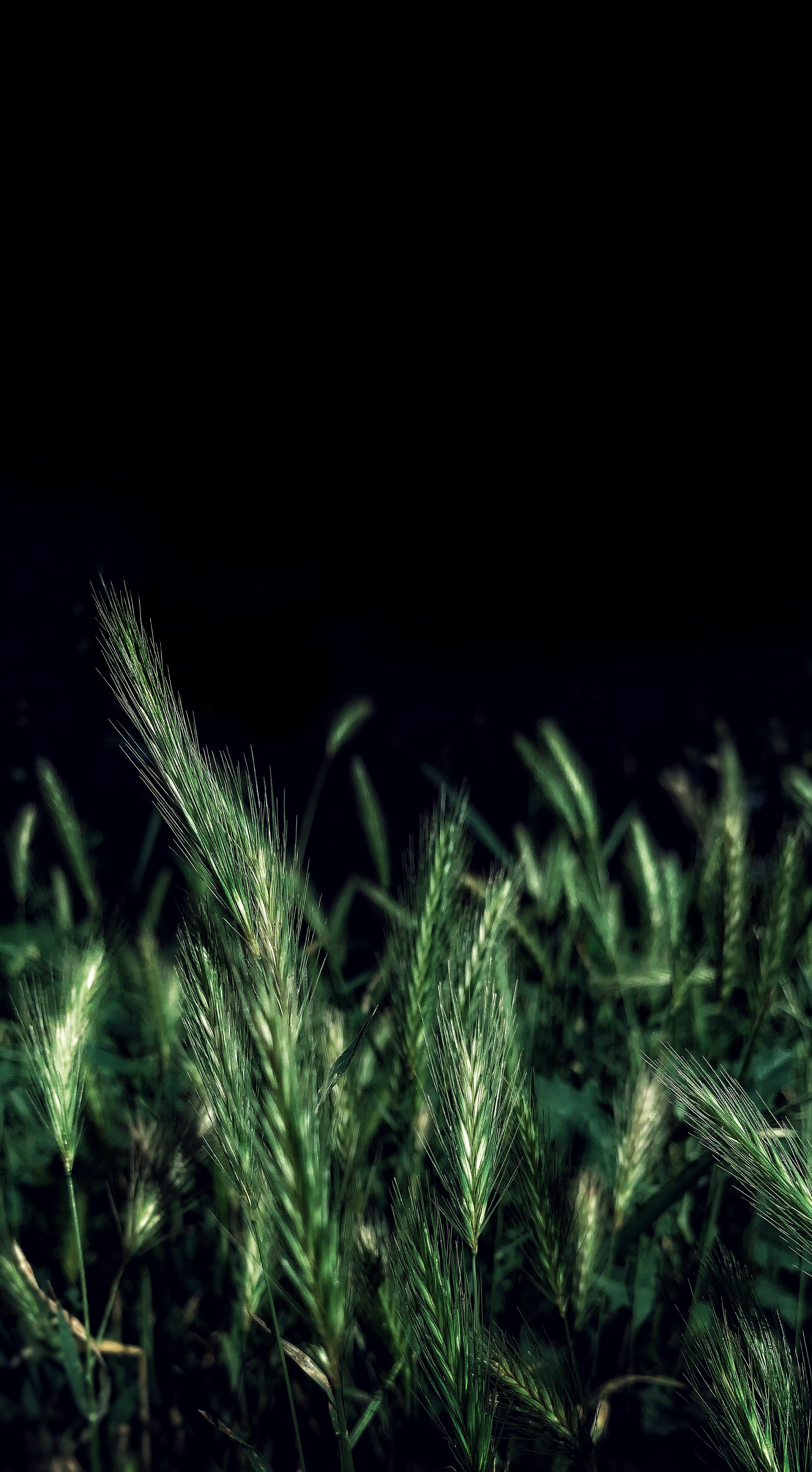 Free download wallpaper Grass, Night, Ears, Spikes, Nature, Field on your PC desktop