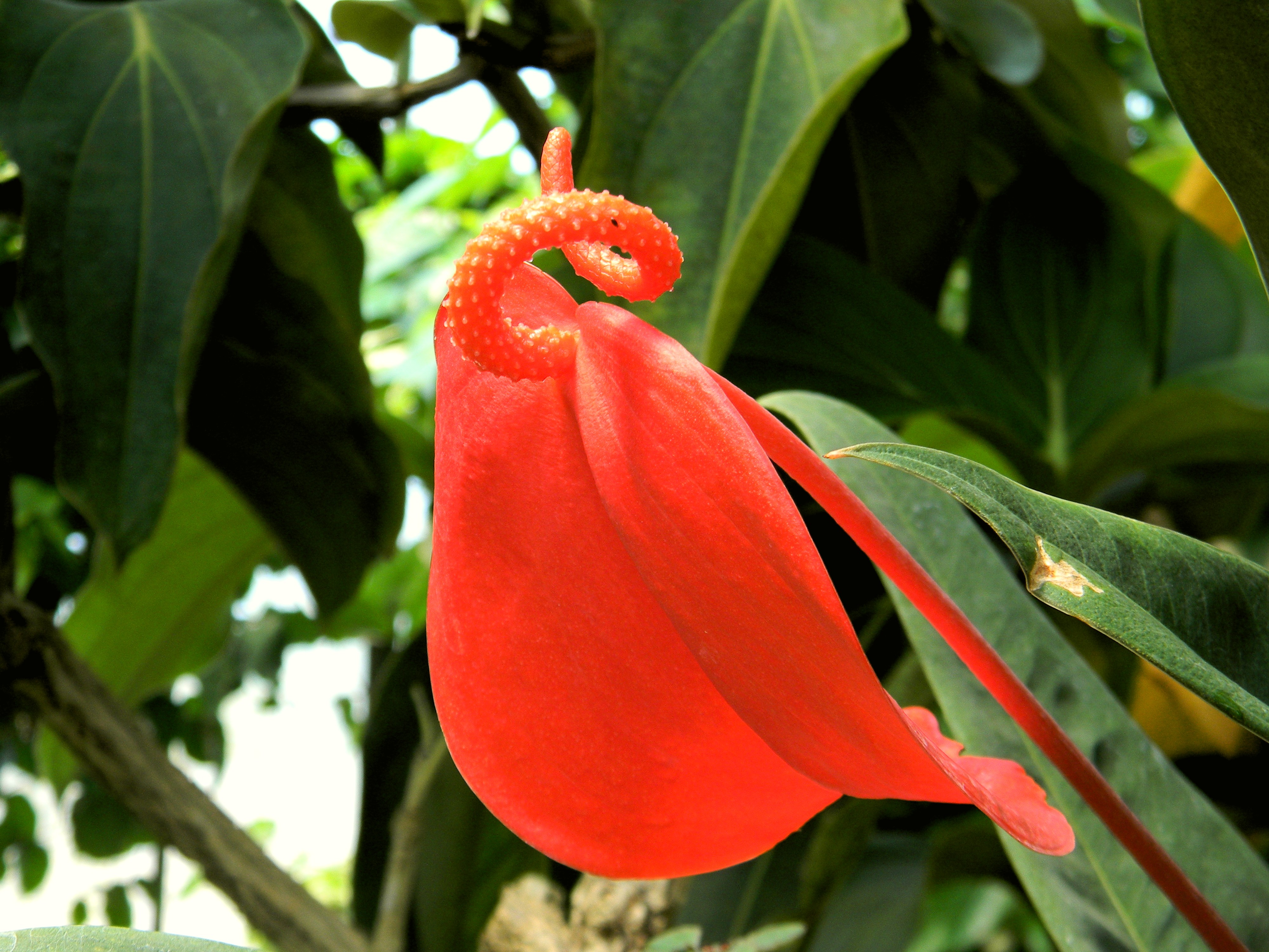 Téléchargez gratuitement l'image Fleurs, Fleur, Terre/nature sur le bureau de votre PC