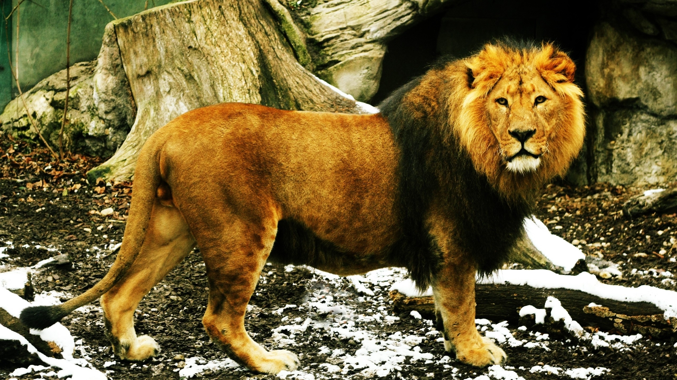 Free download wallpaper Lion, Animal on your PC desktop