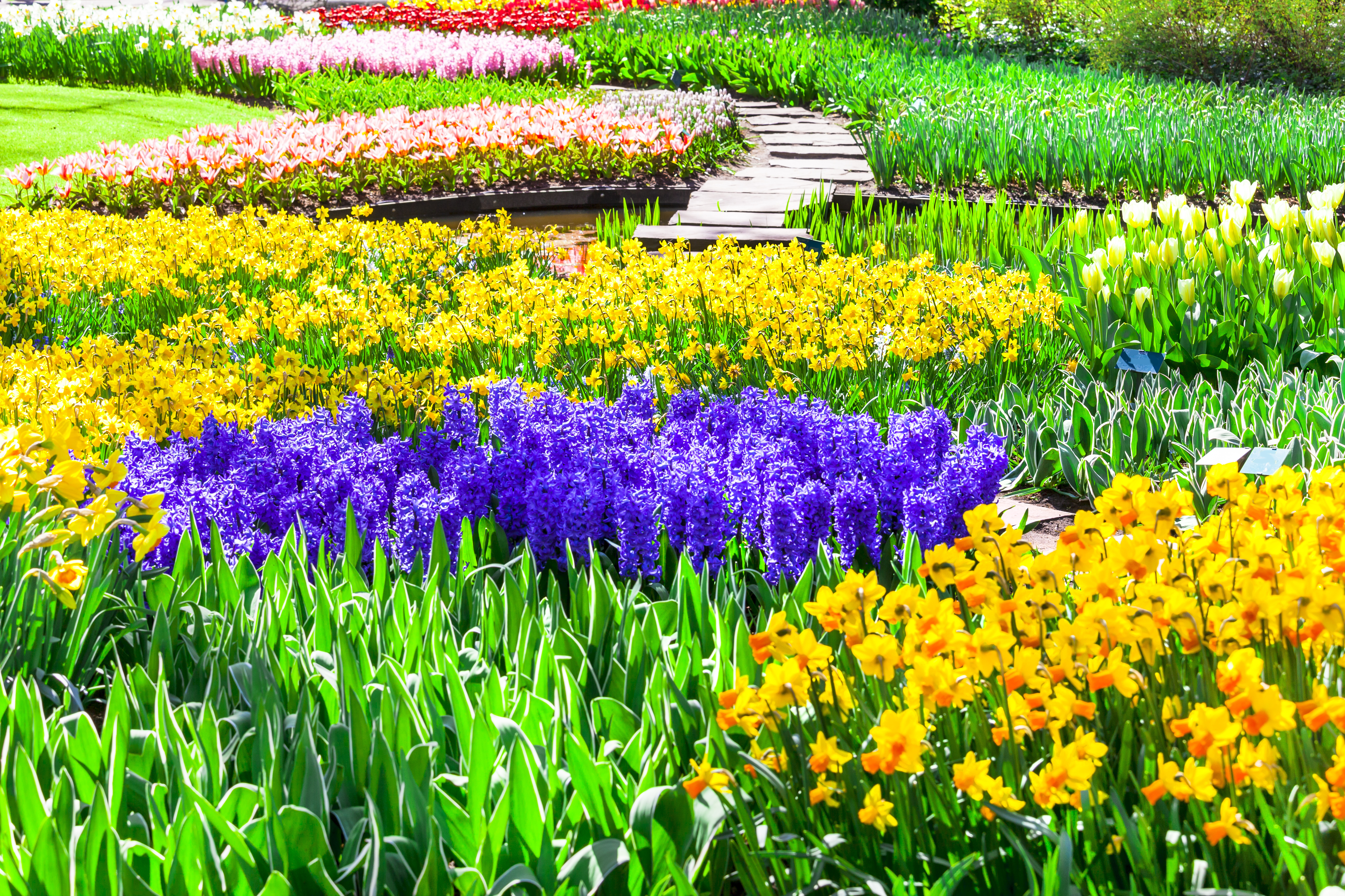 1524867壁紙のダウンロード黄色い花, 紫色の花, マンメイド, 公園, カラフル, 色, 地球, 花, キューケンホフ, オランダ-スクリーンセーバーと写真を無料で