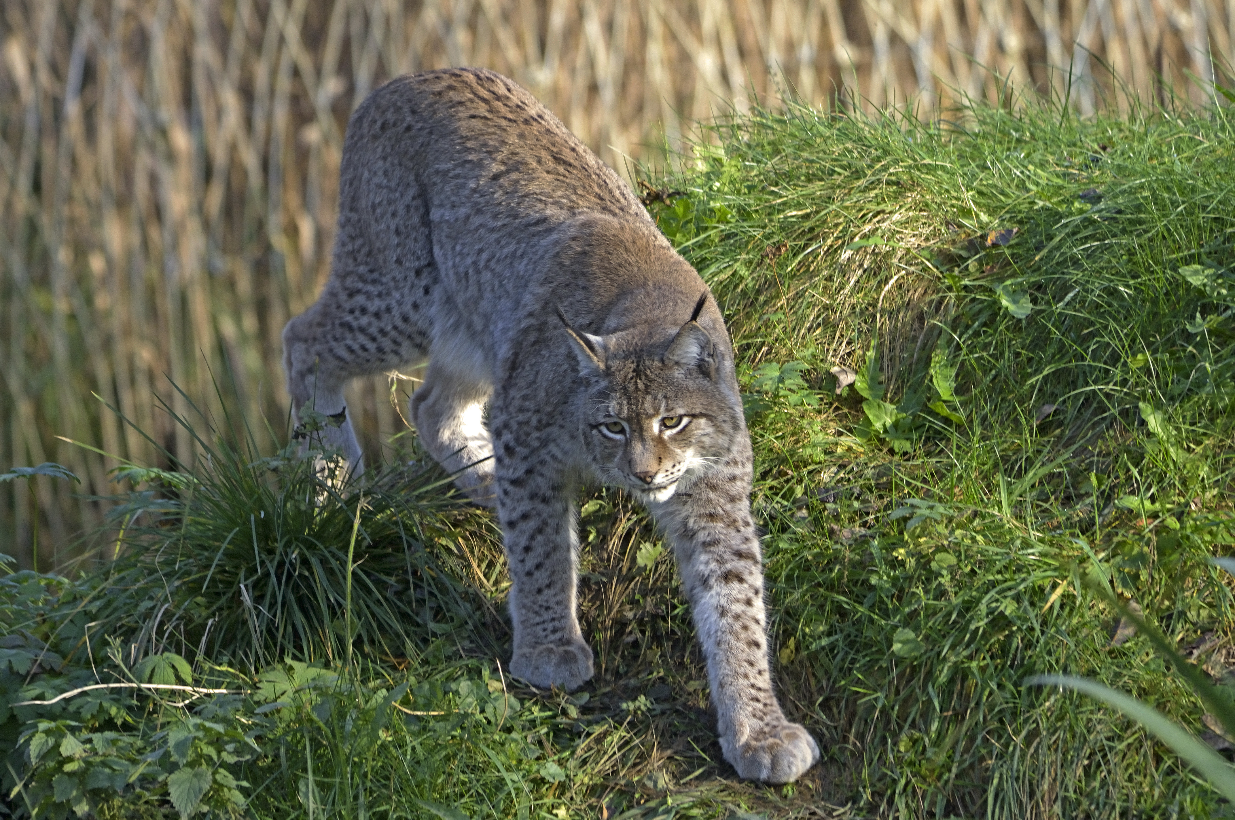 Laden Sie das Tiere, Katzen, Luchs-Bild kostenlos auf Ihren PC-Desktop herunter