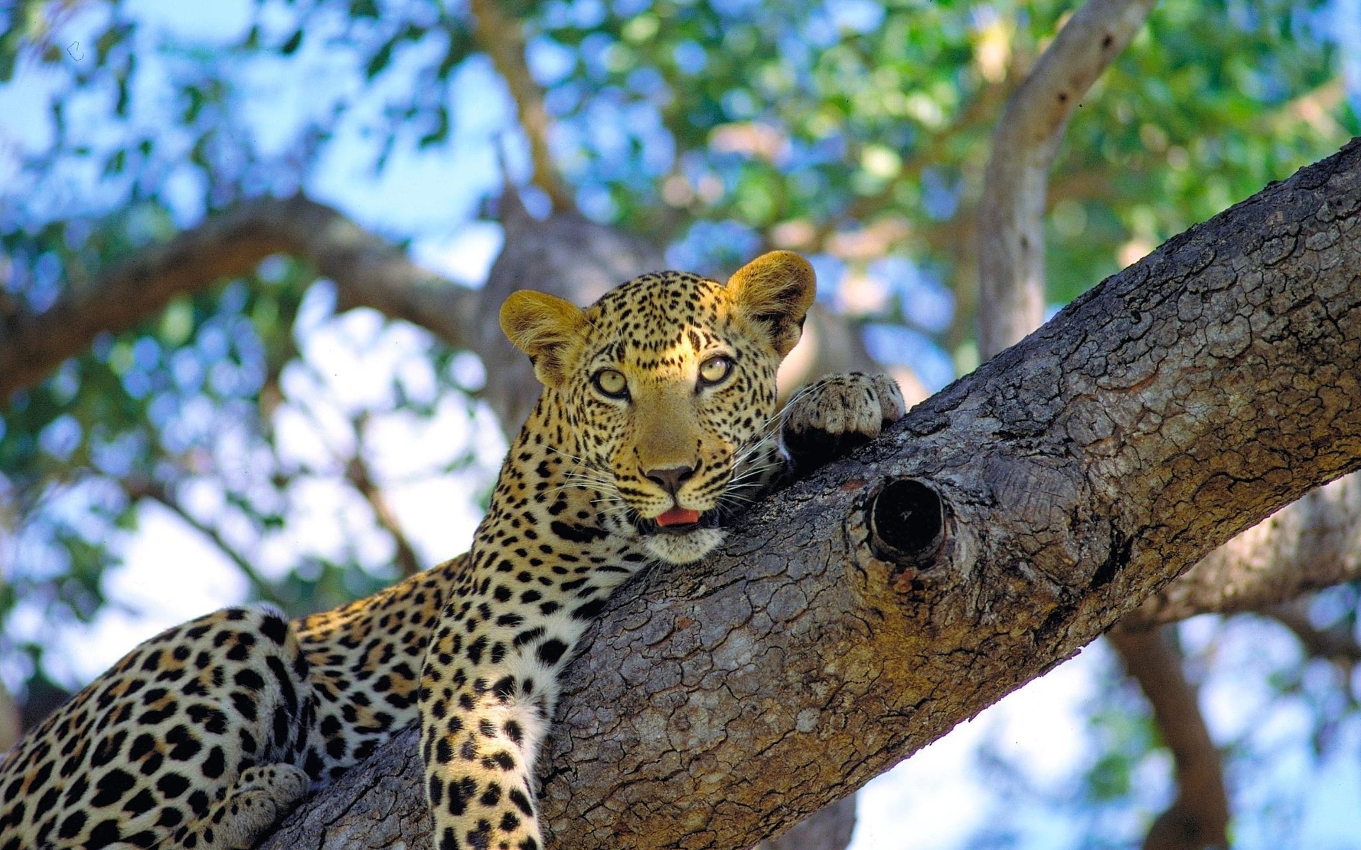 Free download wallpaper Cats, Leopard, Animal on your PC desktop