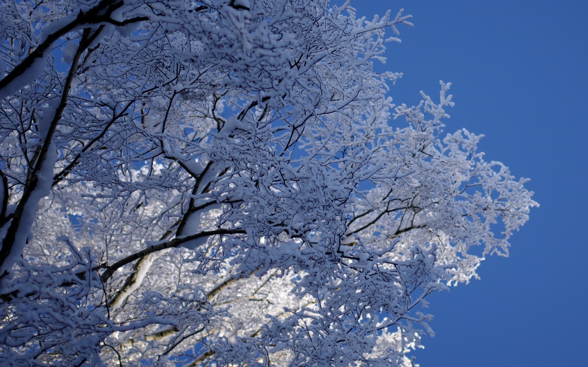 Téléchargez des papiers peints mobile Hiver, Terre/nature gratuitement.